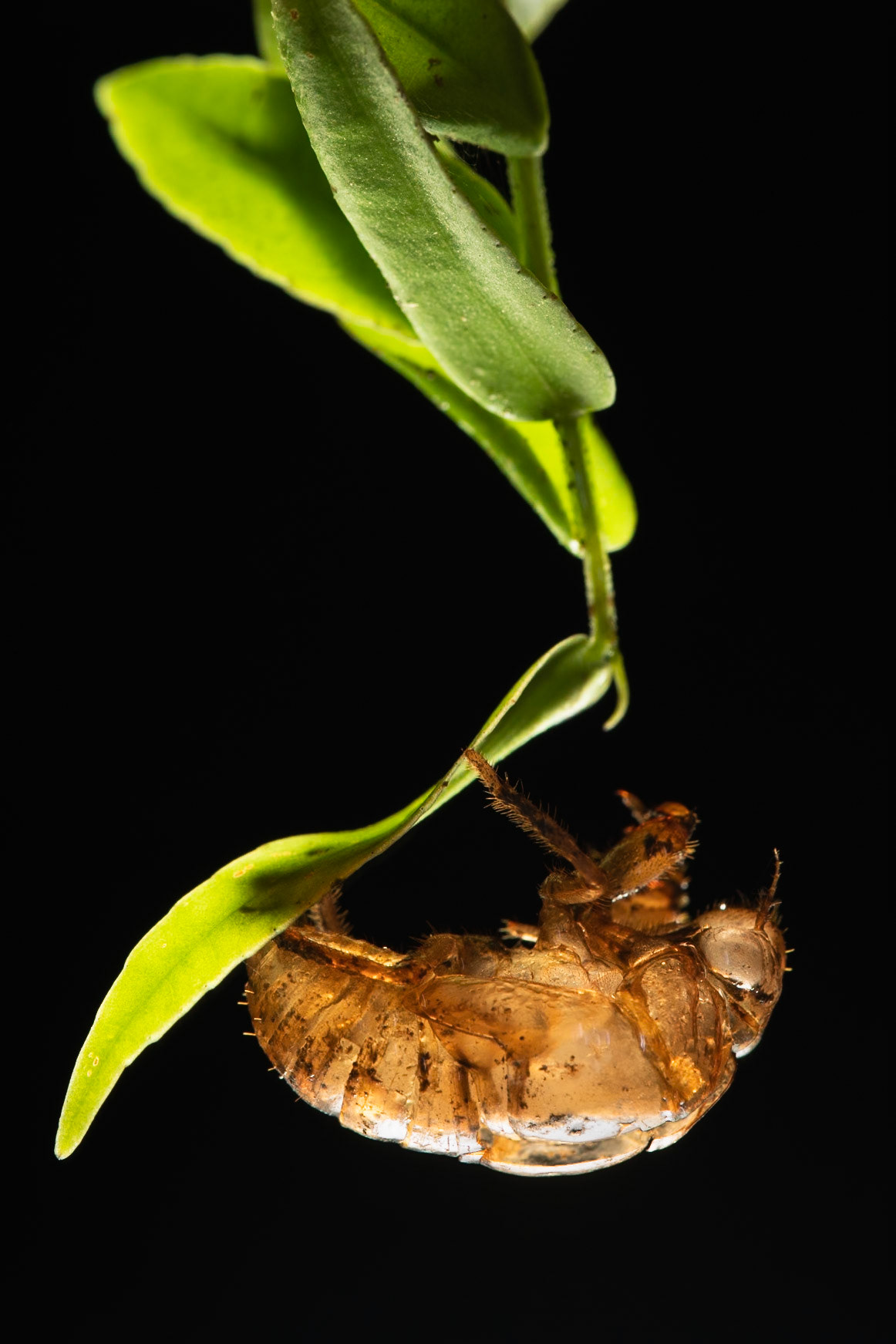 Cicada exuviae, Amazonia Lodge, Manu National Park,  Peru