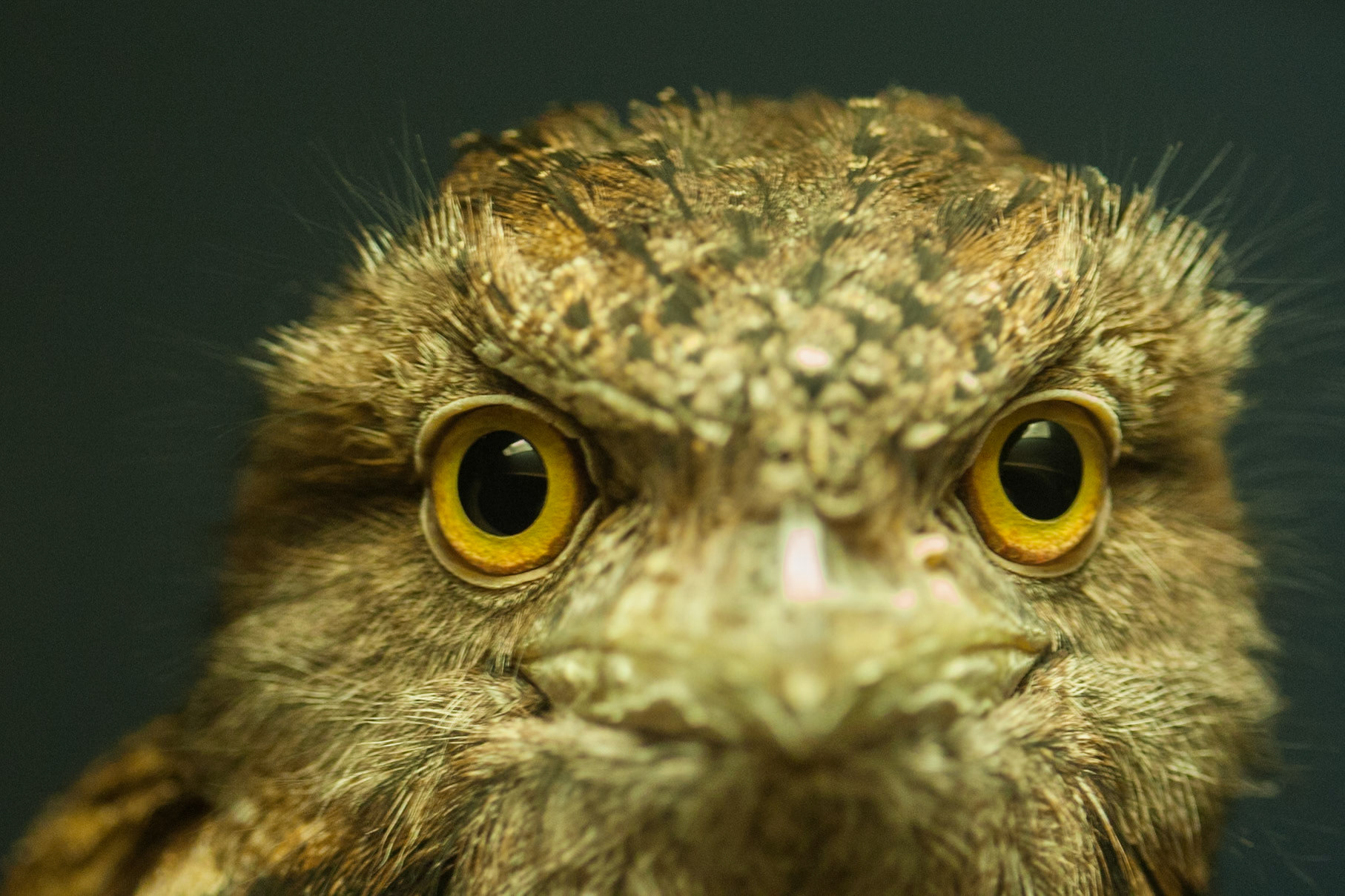 Tawny frogmouth, Territory Wildlife Park, Darwin, Northern Territory