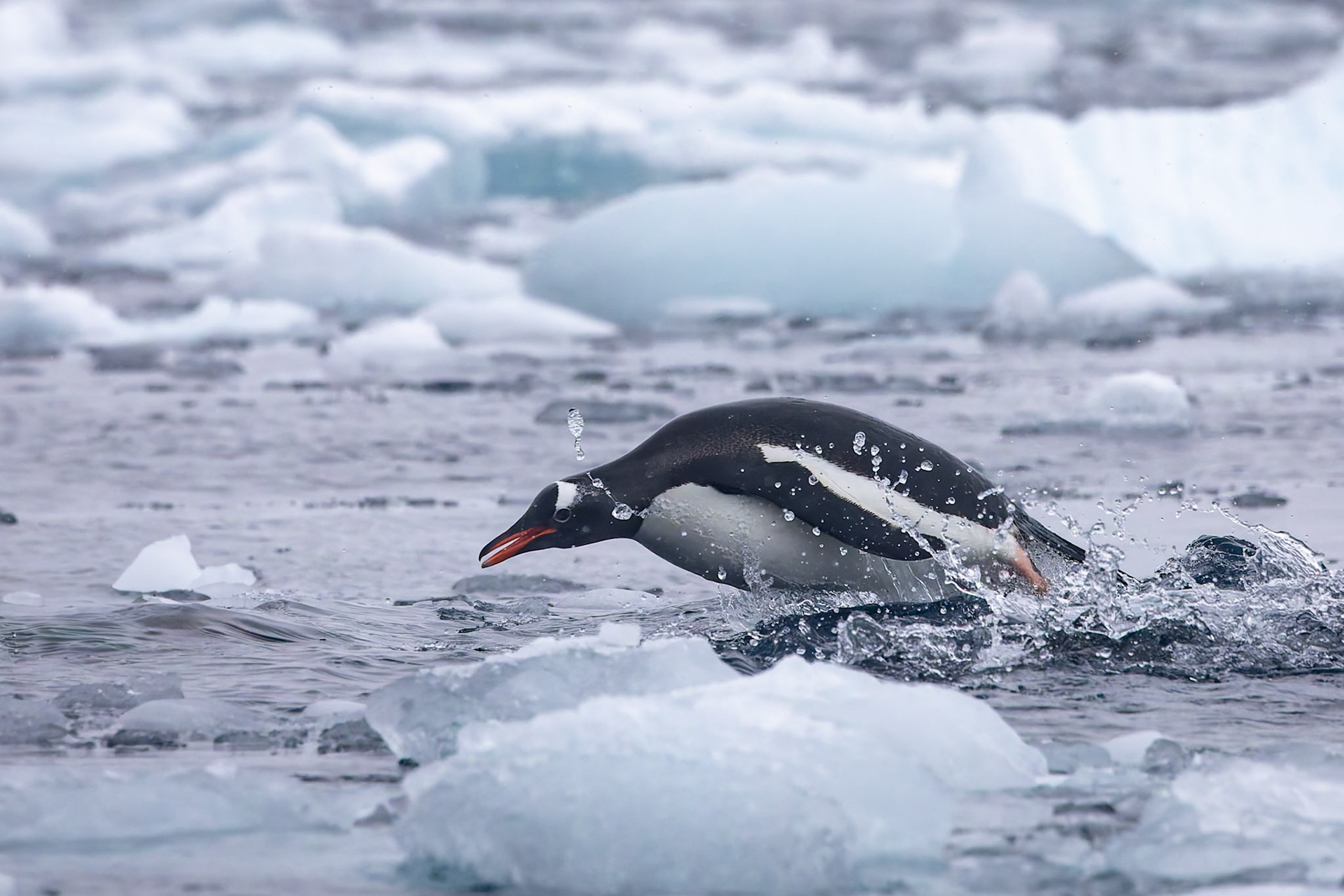 Gentoo penguin, Cierva Cove, Antarctica