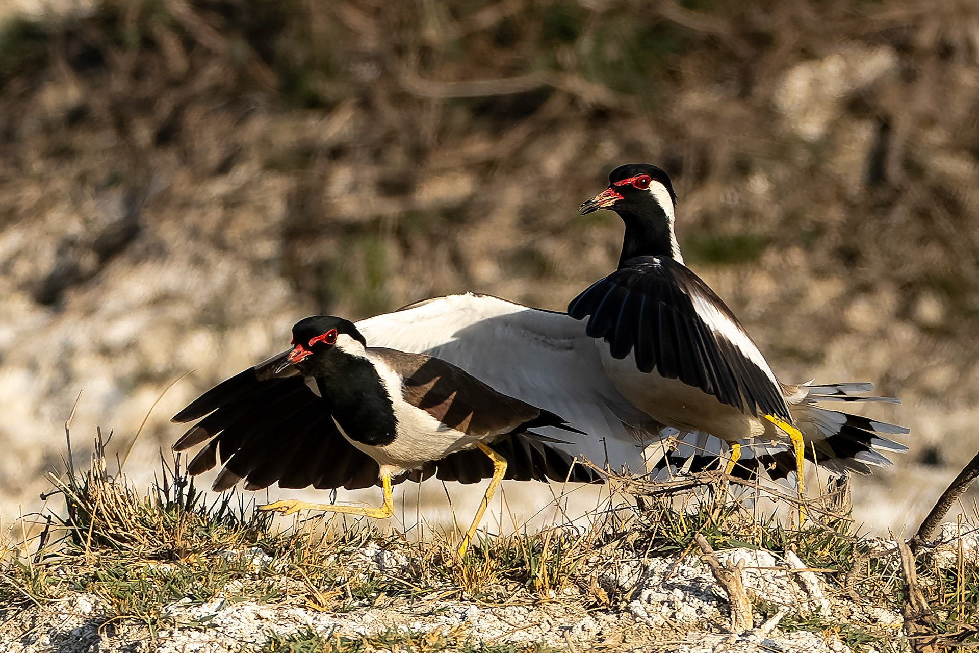 Red-wattled lapwing, Keoladeo National Park, Bharatpur, India