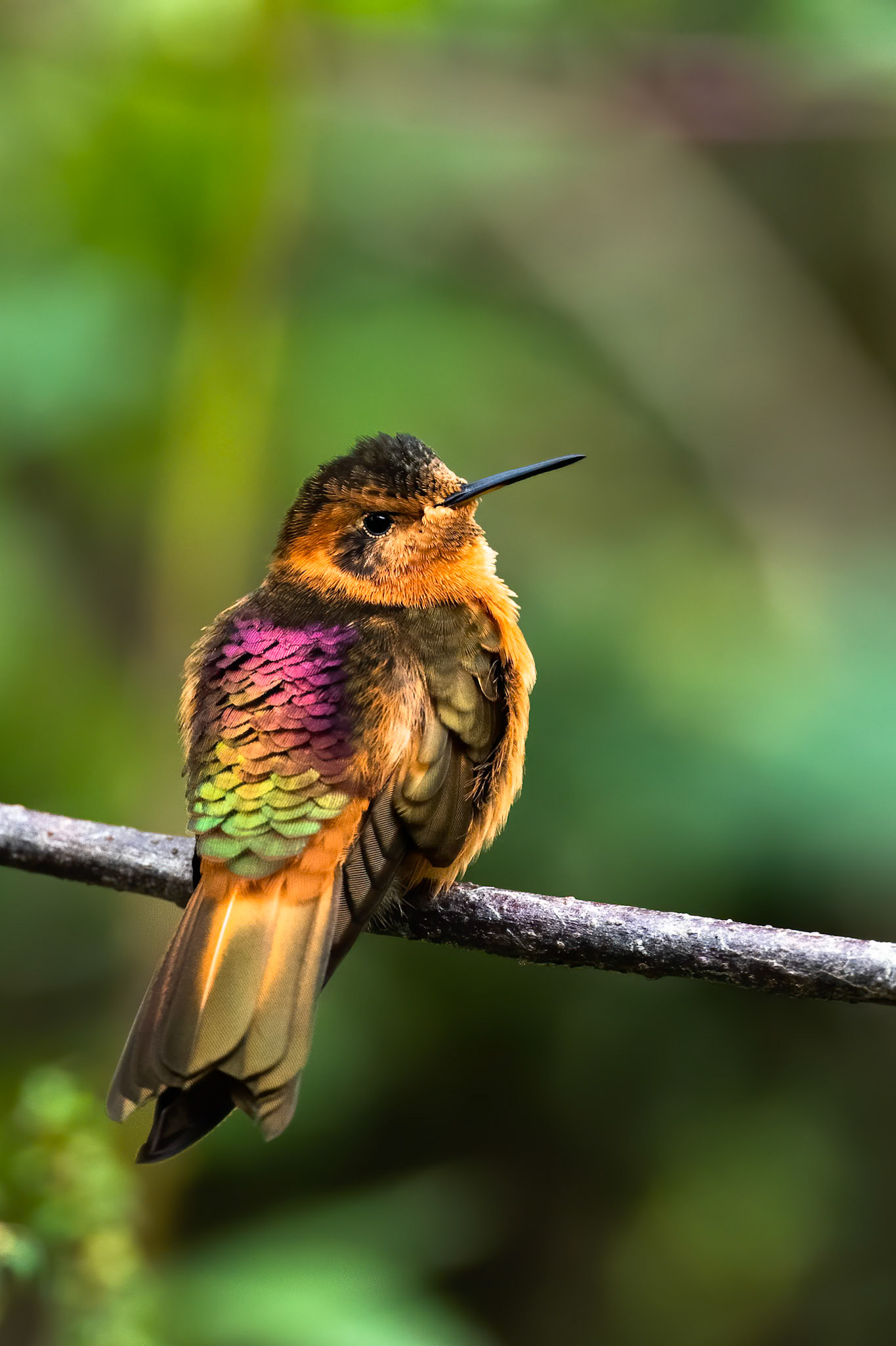 Shining sunbeam, Terminales del Ruiz, Colombia