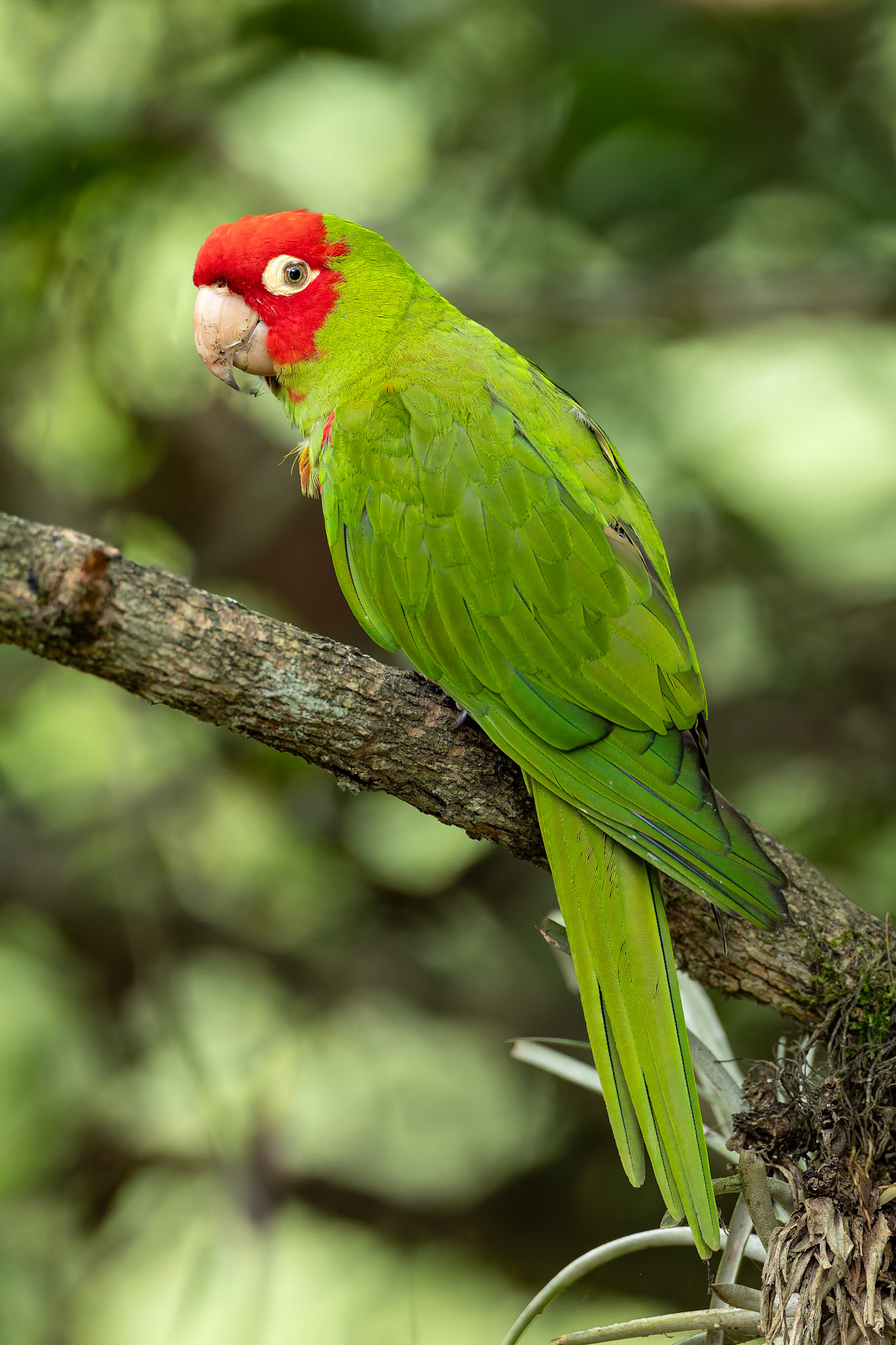 Red-masked parakeet, Urraca Lodge, Jorupe National Park, Ecuador