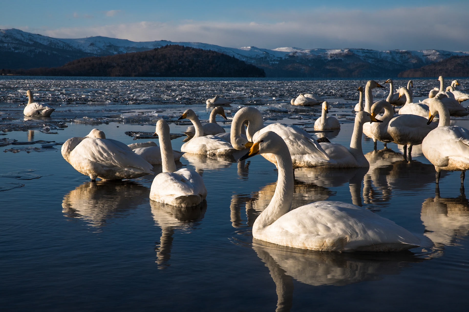 Whooper swans, Lake Kussharo, Hokkaido, Japan