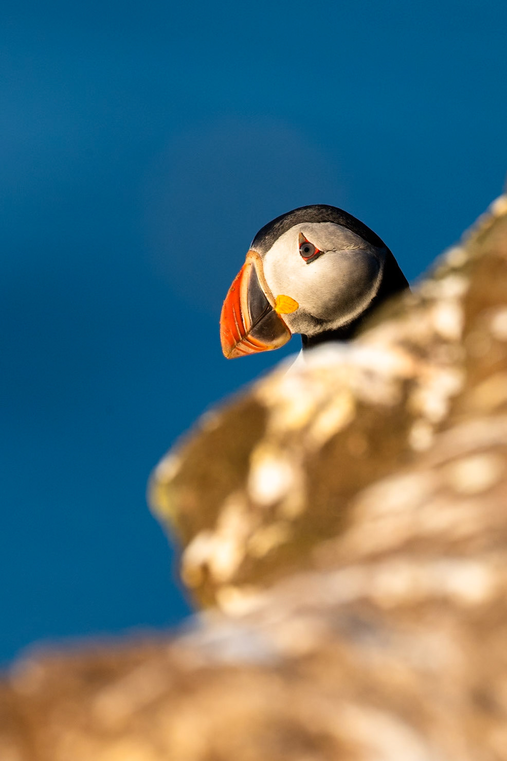 Atlantic puffin, Grímsey Island, Iceland