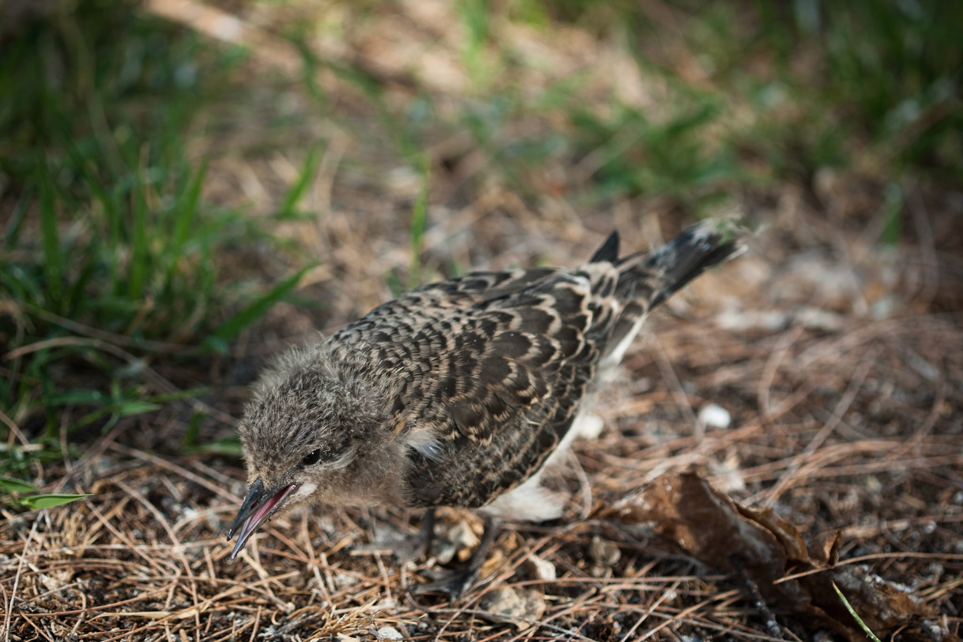 Bridled tern chick, Lady Elliot Island, Queensland, Australia