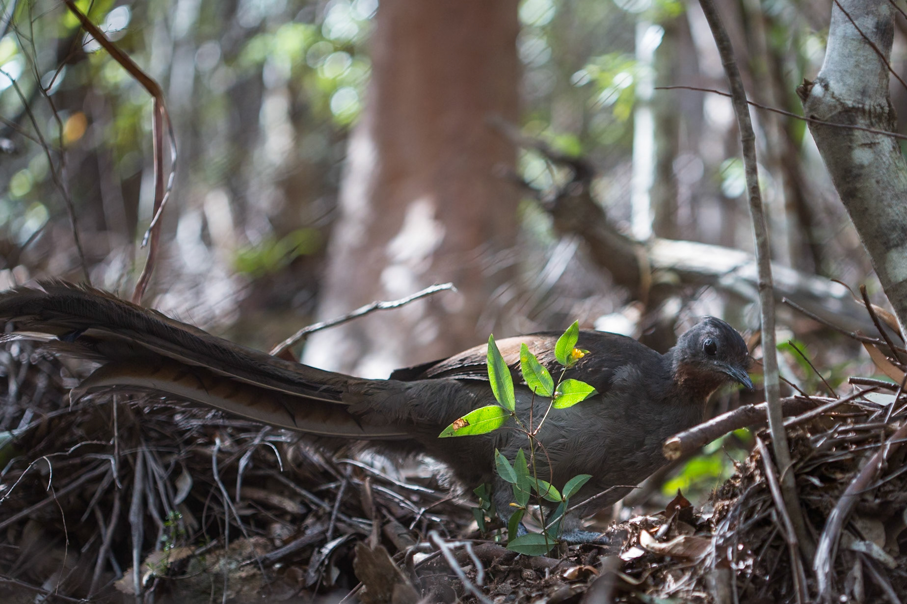 Started on the track to Golf Links lookout. Walked past the Pool of Siloam to Gordon Falls lookout. Followed the Prince Henry cliff walk to Leura Cascades from where we descended through Leura Forest to the junction with Federal Pass tea stop. Continued along Federal Pass past the junction with Dardanelles Pass (near the base of the Giant Staircase); past the base of Furber Steps to the Scenic Railway lower station (Lunch stop).  Some returned via the Scenic Railway, whilst others retraced steps and ascended the Giant Staircase to Echo Point. Notes by Peter Watt.