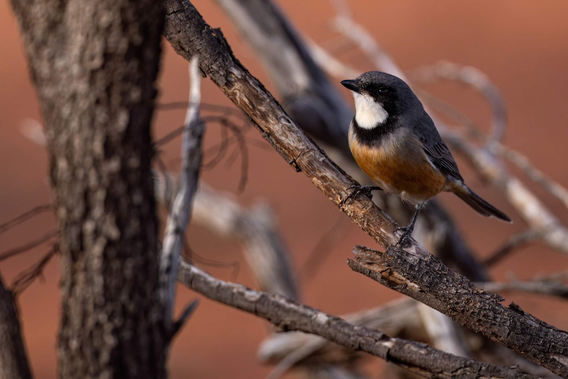 Rufous whistler, Thargomindah to Eulo, Queensland, Australia