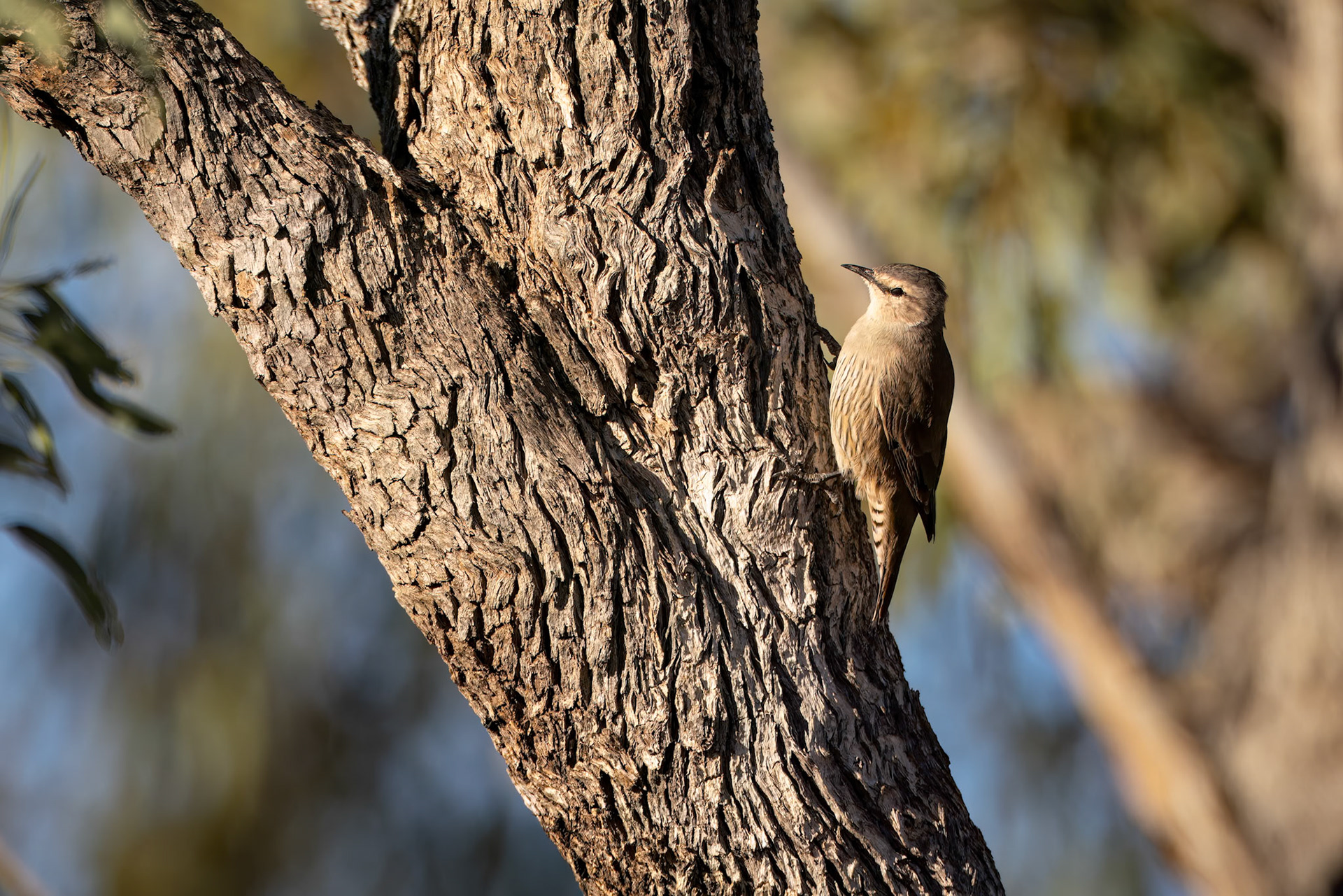 Brown treecreeper, Birdsville to Windorah, Queensland, Australia