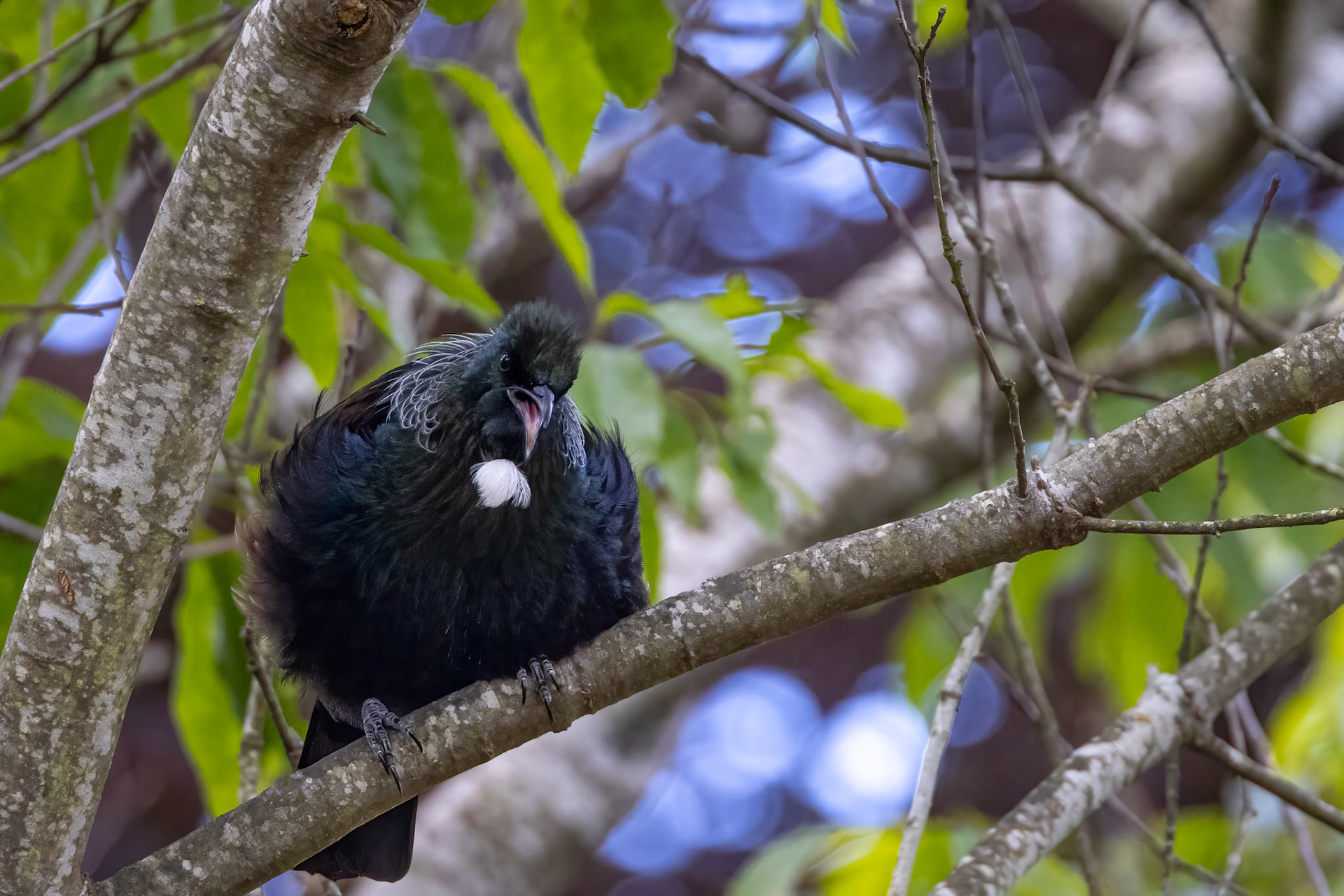 Tui, Dunedin, New Zealand