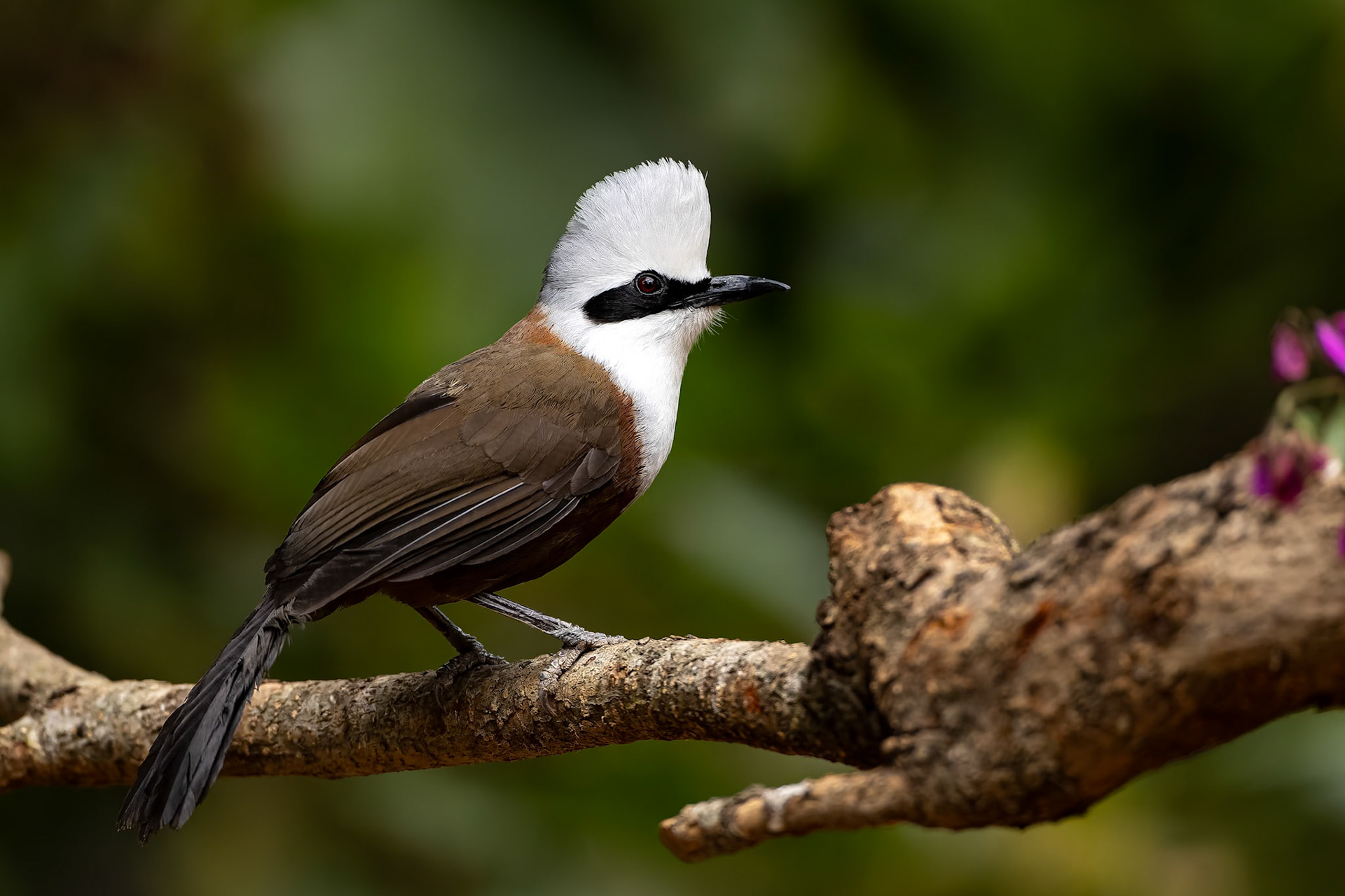 White-crested laughing thrush, Bird's Den, Corbett Tiger Reserve, India