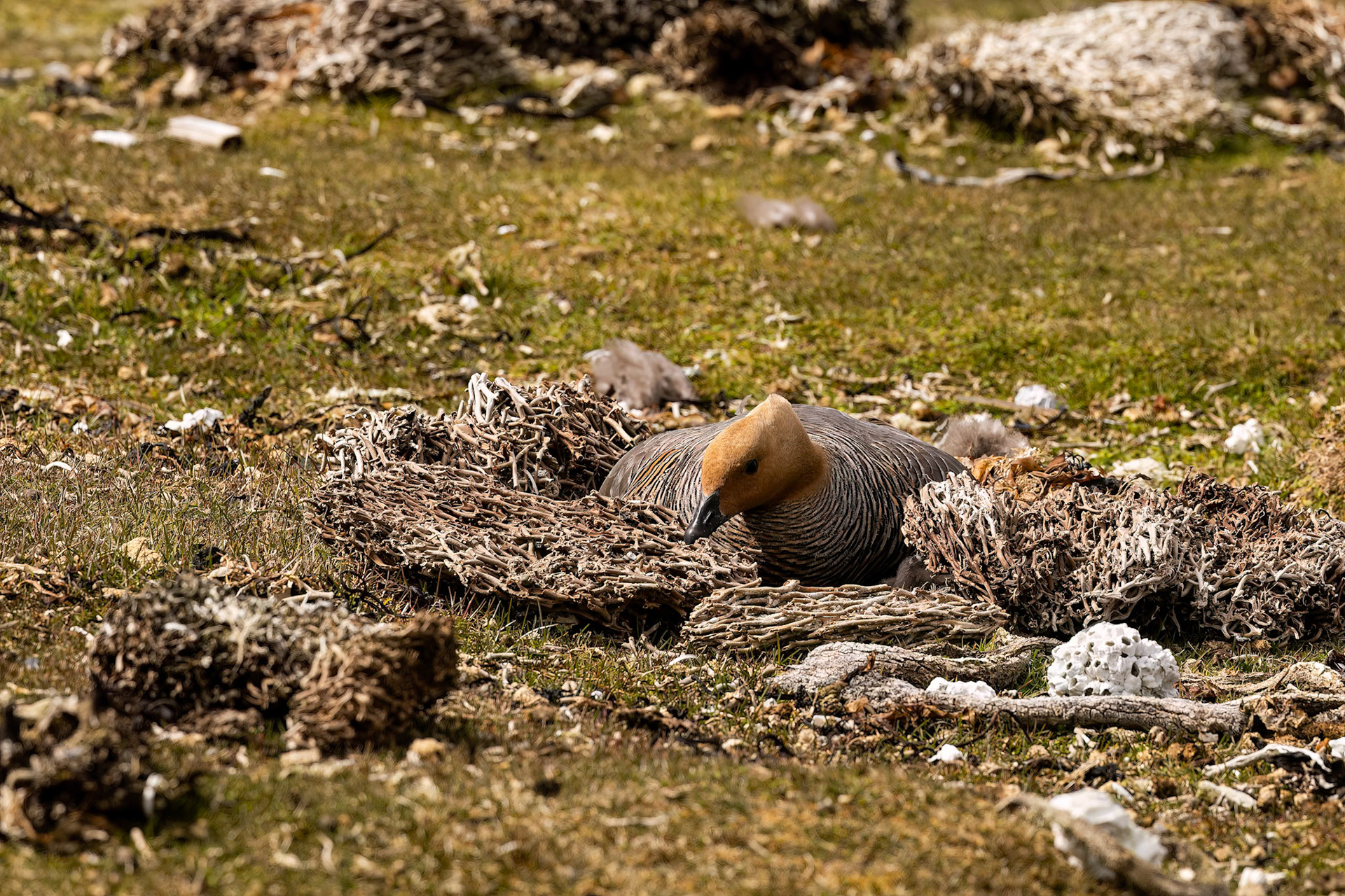 Upland goose (female), Whale Point, Falkland Islands