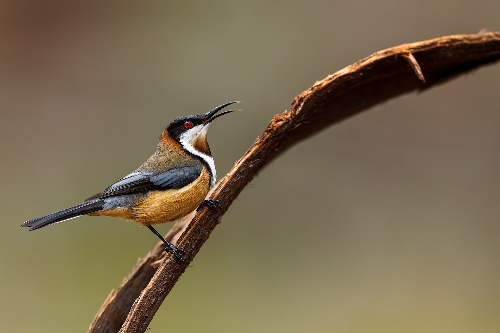 Eastern spinebill, Signal Hill, Hobart, Tasmania, Australia