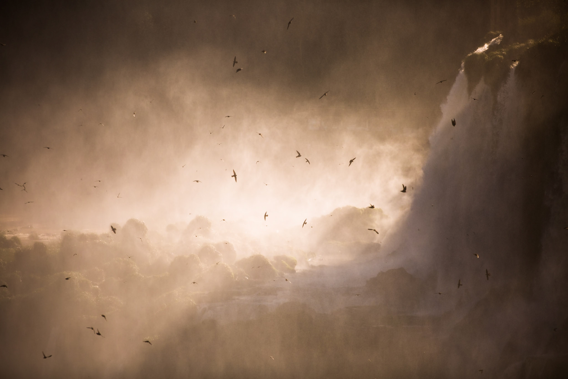 Great dusky swifts, Iguassu Falls, Brazil and Argentina