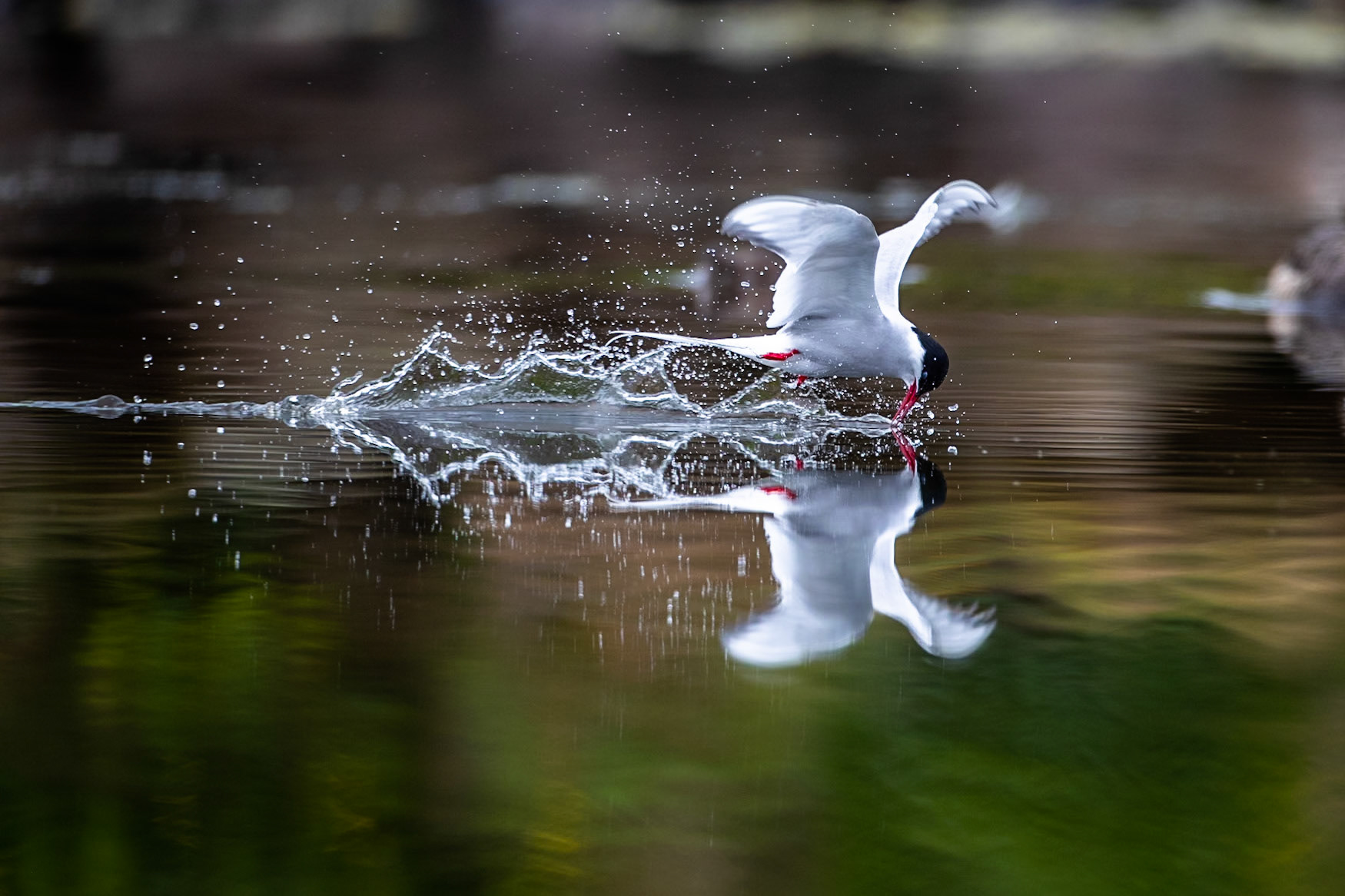 Arctic tern, Grímsey Island, Iceland
