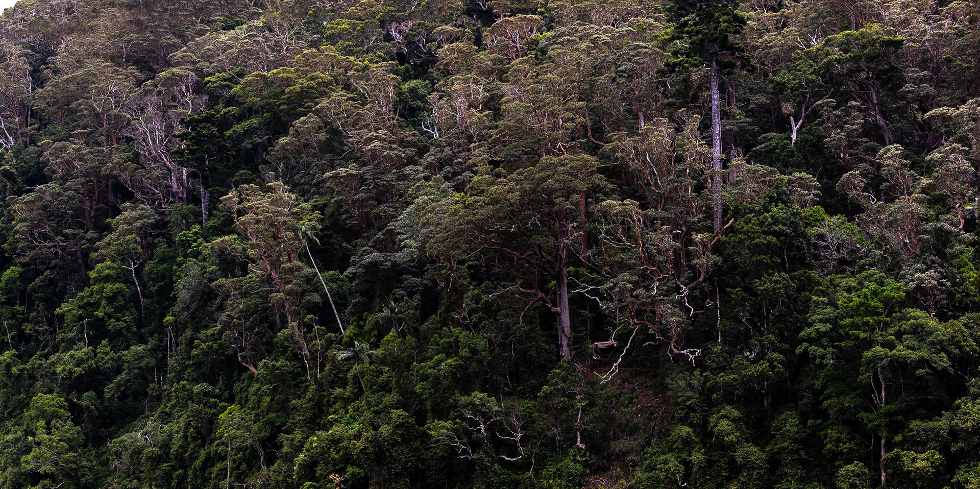 O'Reilly's Rainforest Retreat, Lamington National Park, Queensland, Australia