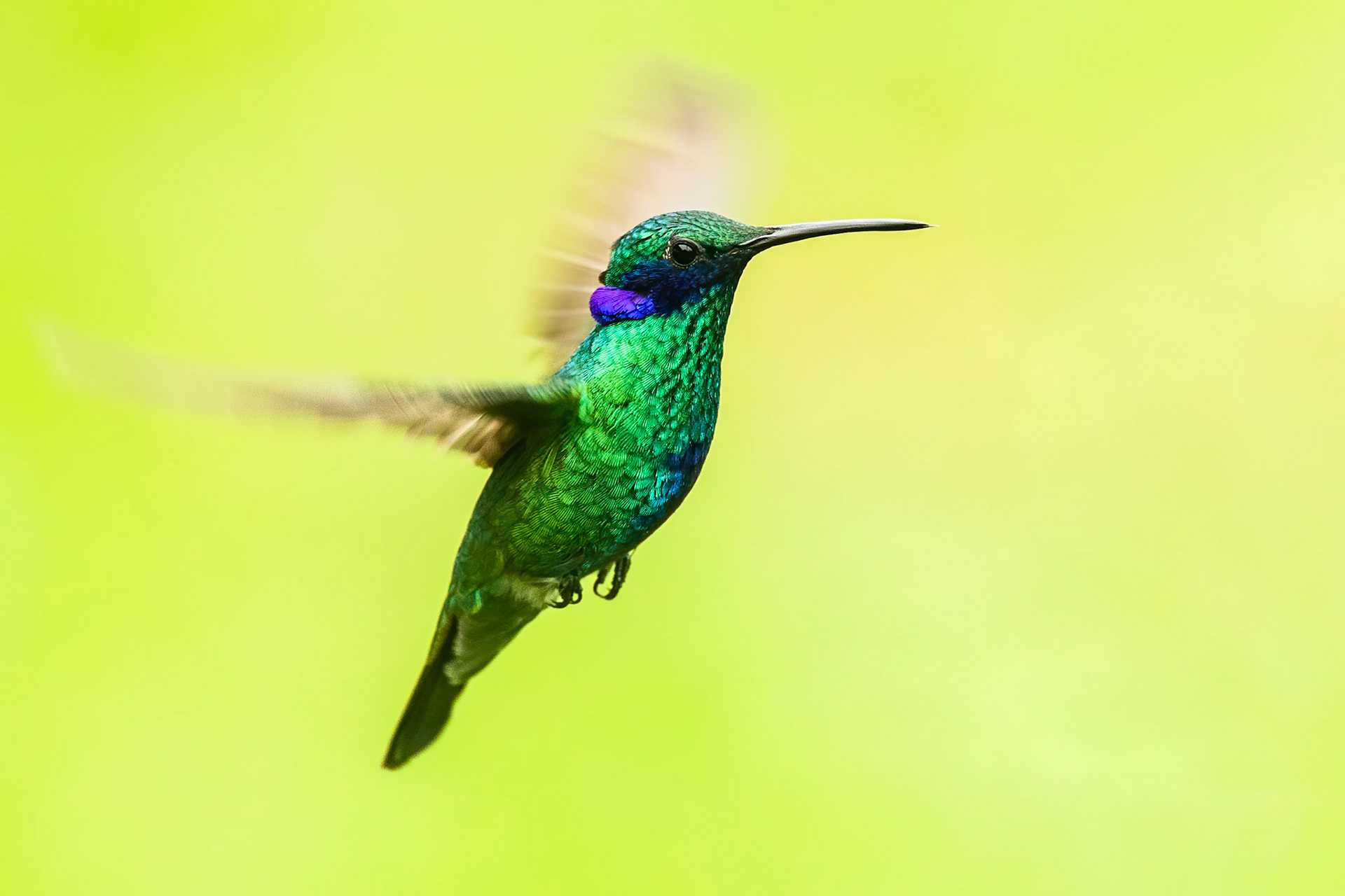 Sparkling violetear, Rio Blanco, Colombia