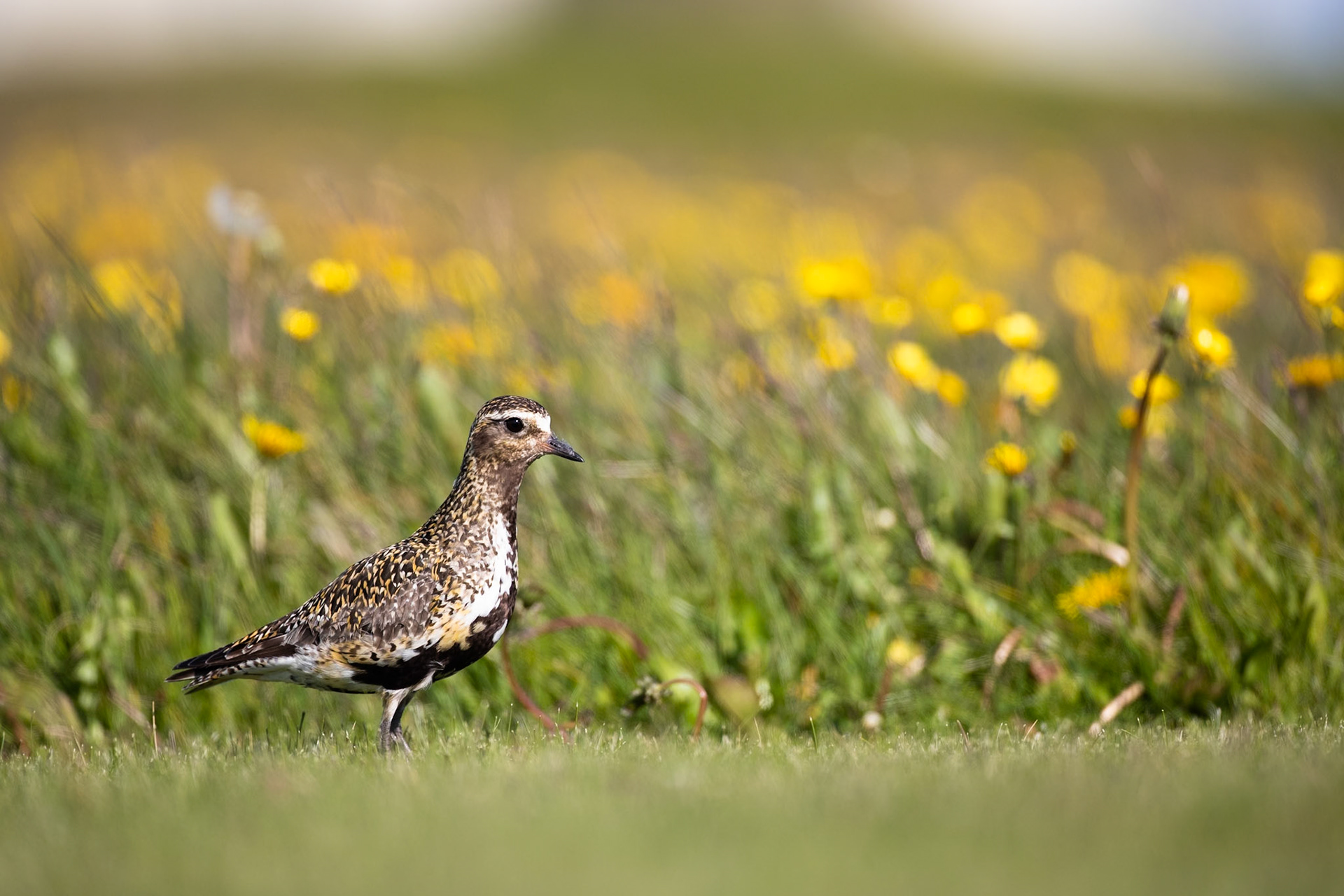 European golden plover, Grímsey Island, Iceland