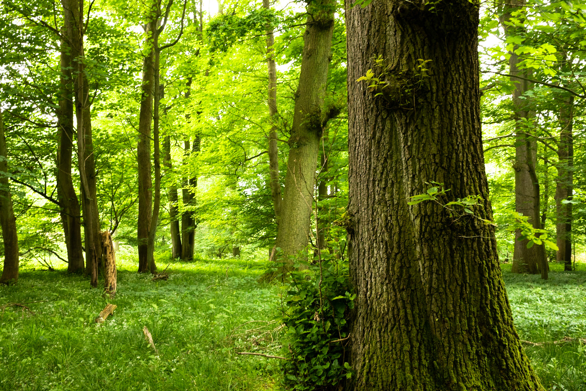 Ashridge Estate, National Trust Forest, Ringshall, England, United Kingdom