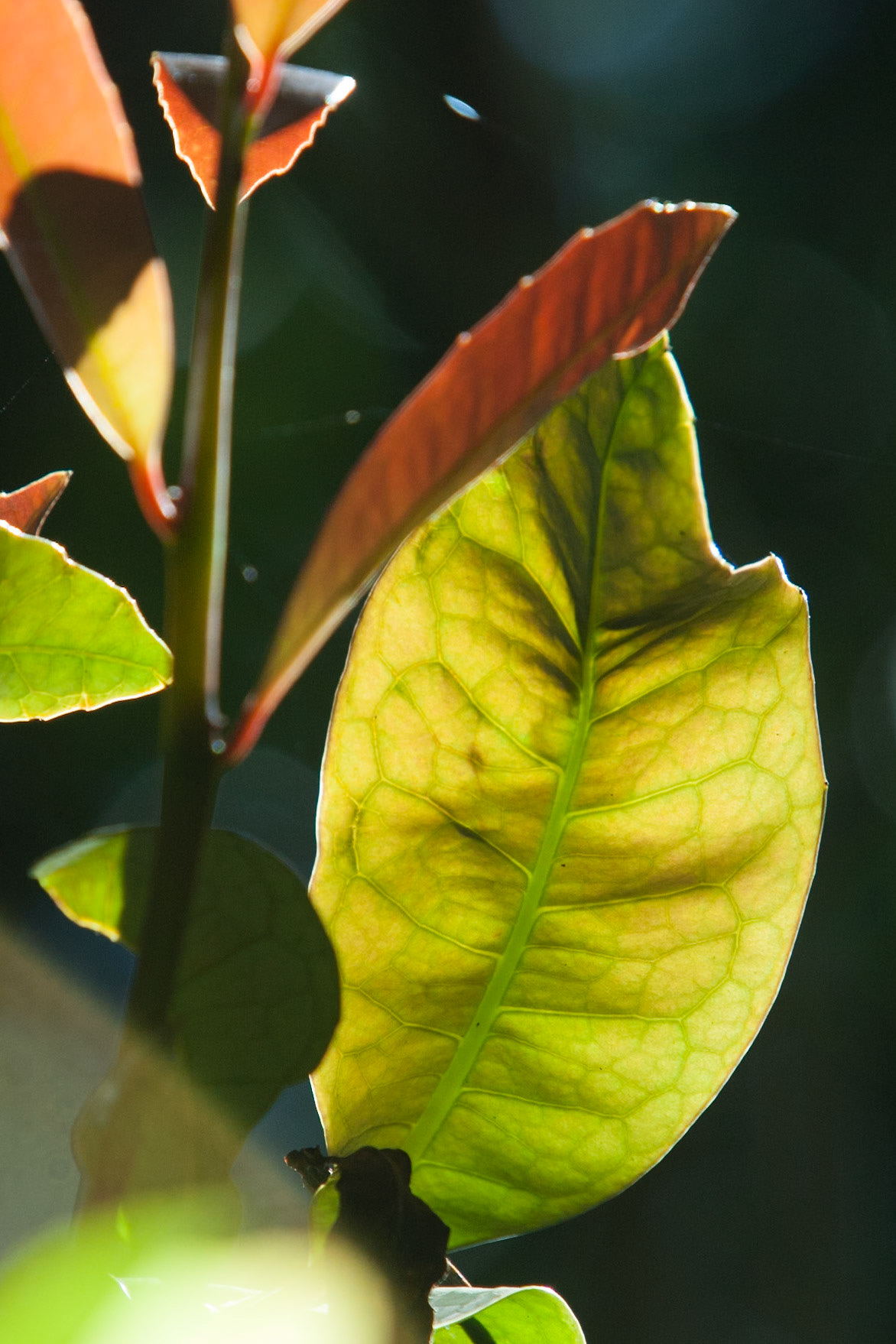 Lamington National Park, Queensland