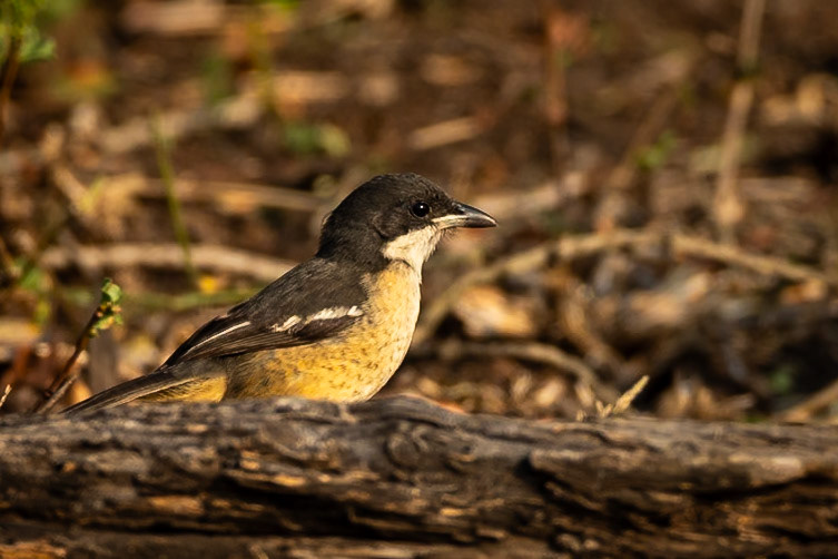 Southern boubou, Phinda, South Africa