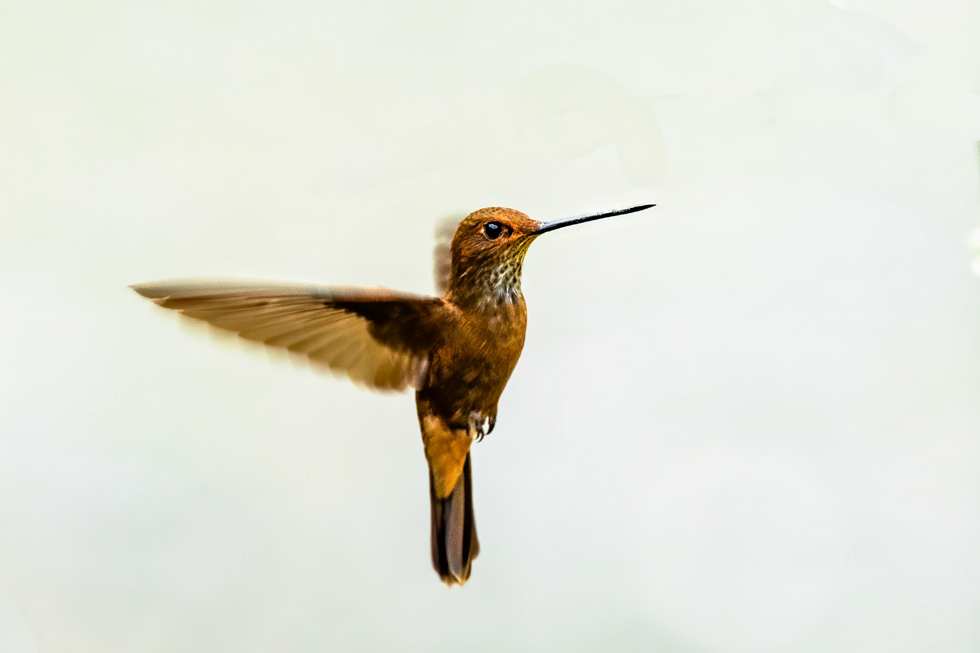 Bronzy Inca, Rio Blanco, Colombia