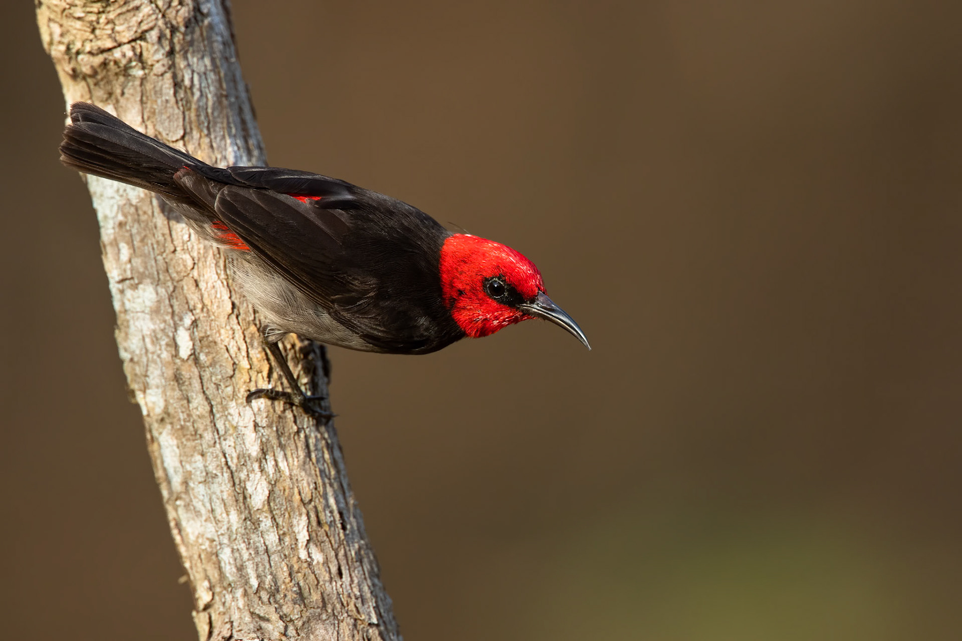 Red-headed honeyeater, Casuarina Reserve, Darwin, Australia