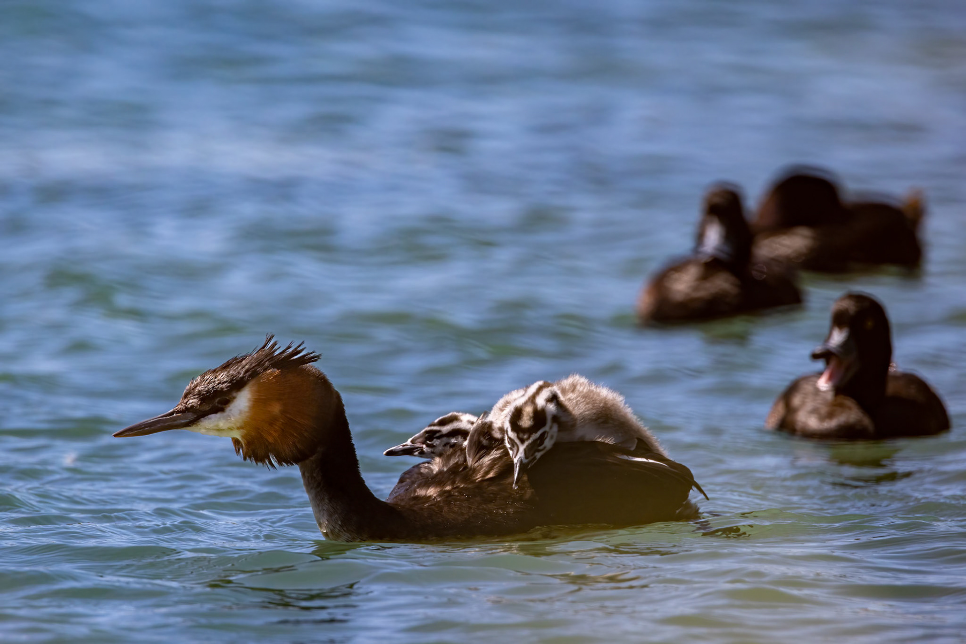 Great crested grebe, Twizel, New Zealand