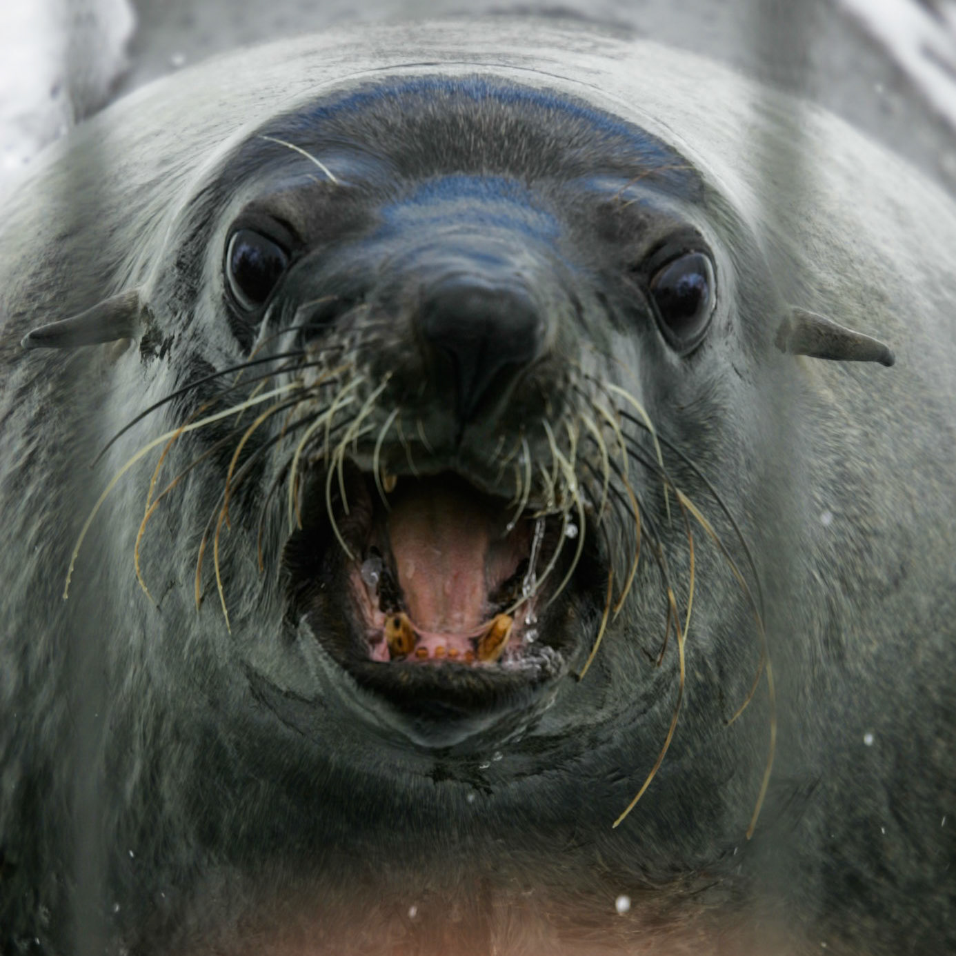 Sesriem to Sandwich harbour, Namibia