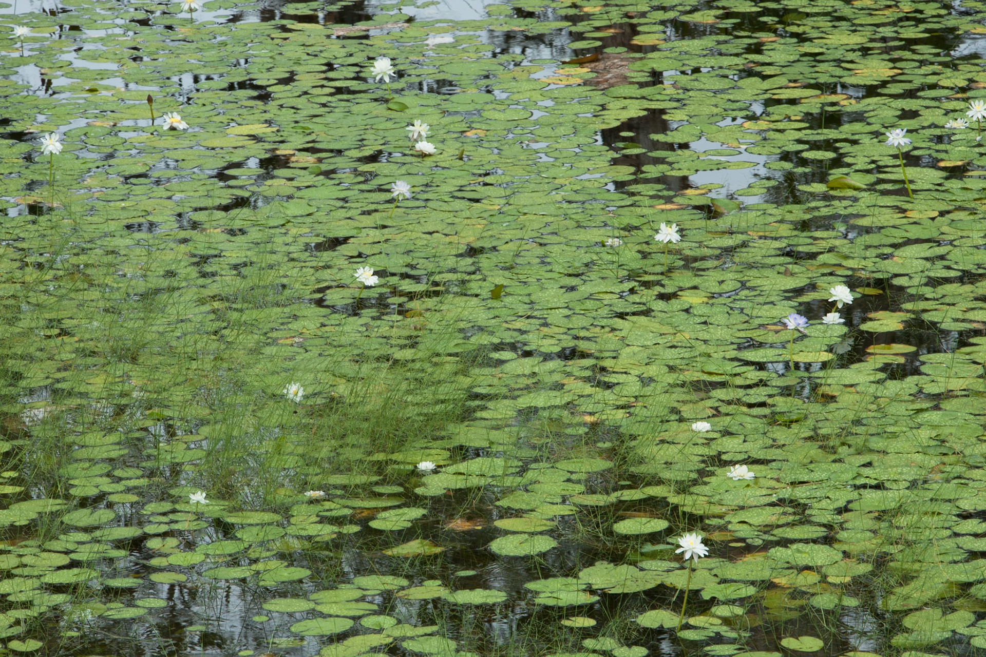 Waterlillies, en route from Kakadu to Litchfield, Northern Territory