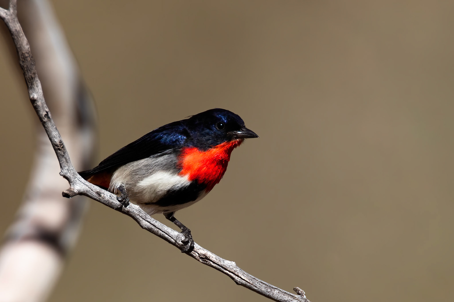 Mistletoebird, Lake Moondarra, Mount Isa, Queensland, Australia