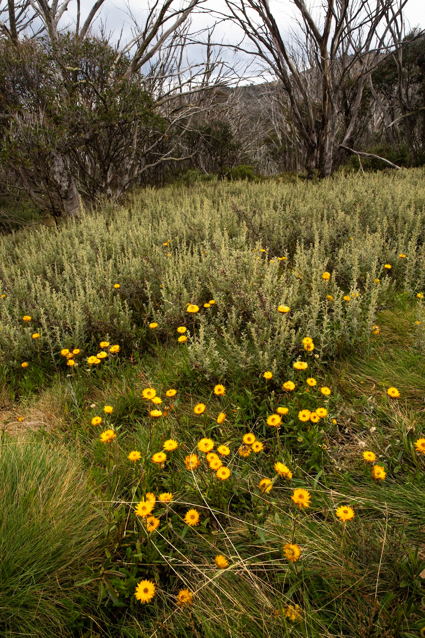 Thredbo to the cablecar and return, Mount Kosciuszko National Park, Snowy Mountains, New South Wales