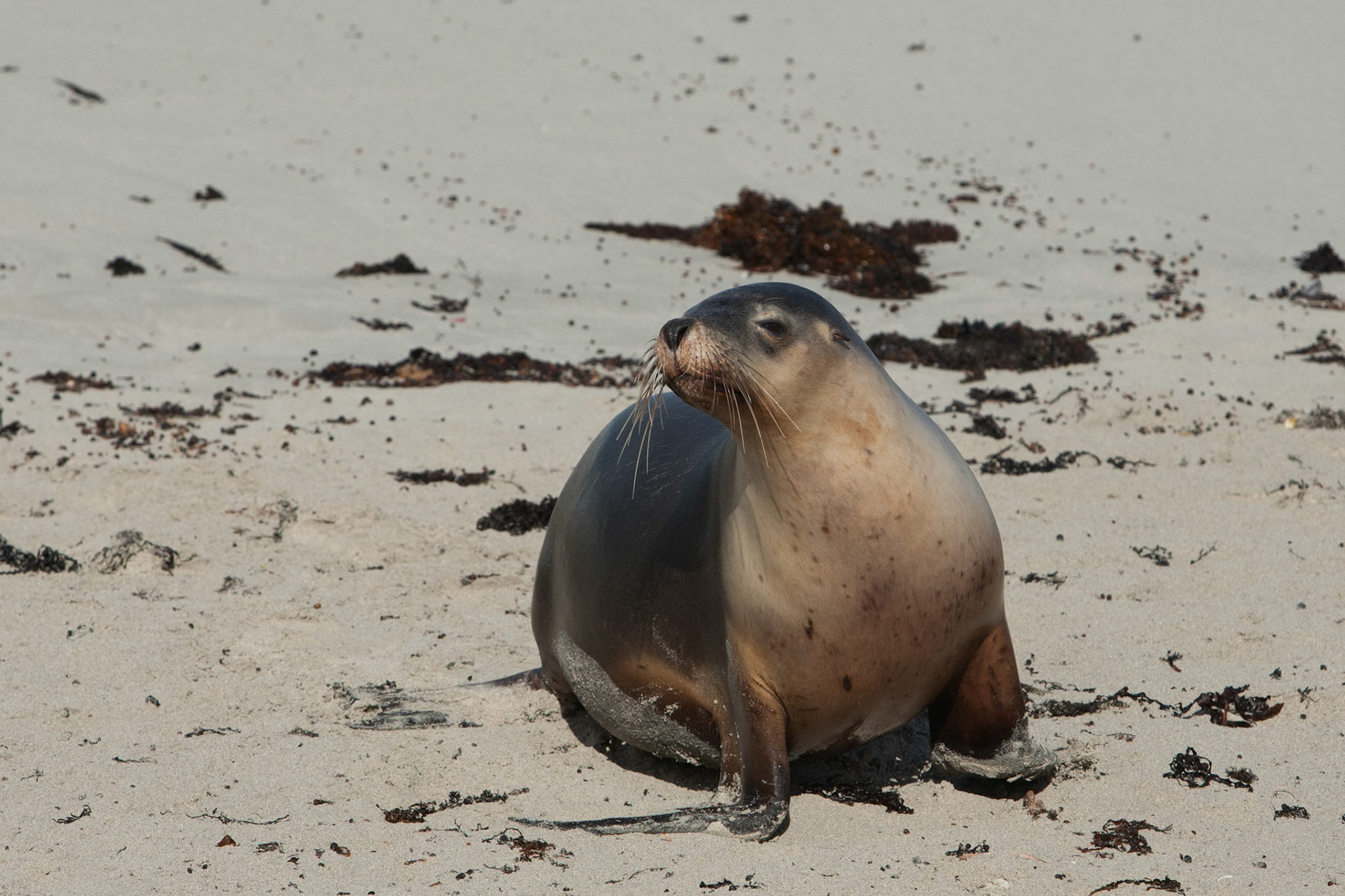 Australian sealions, Seal Bay, Kangaroo Island