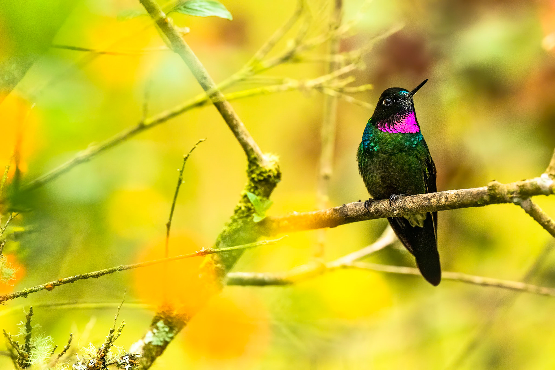 Tourmaline sunangel, Rio Blanco, Colombia