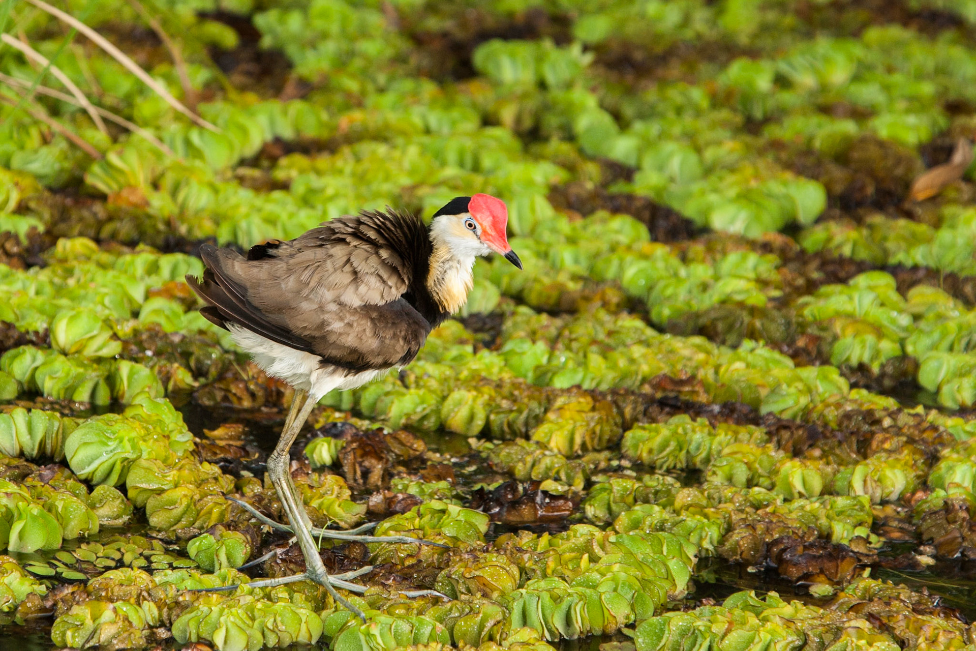 Comb-crested jacana, Cooinda, Kakadu, Northern Territory