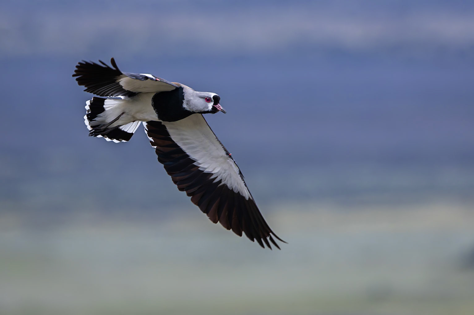 Southern lapwing, Eolo, El Calefate, Patagonia, Argentina