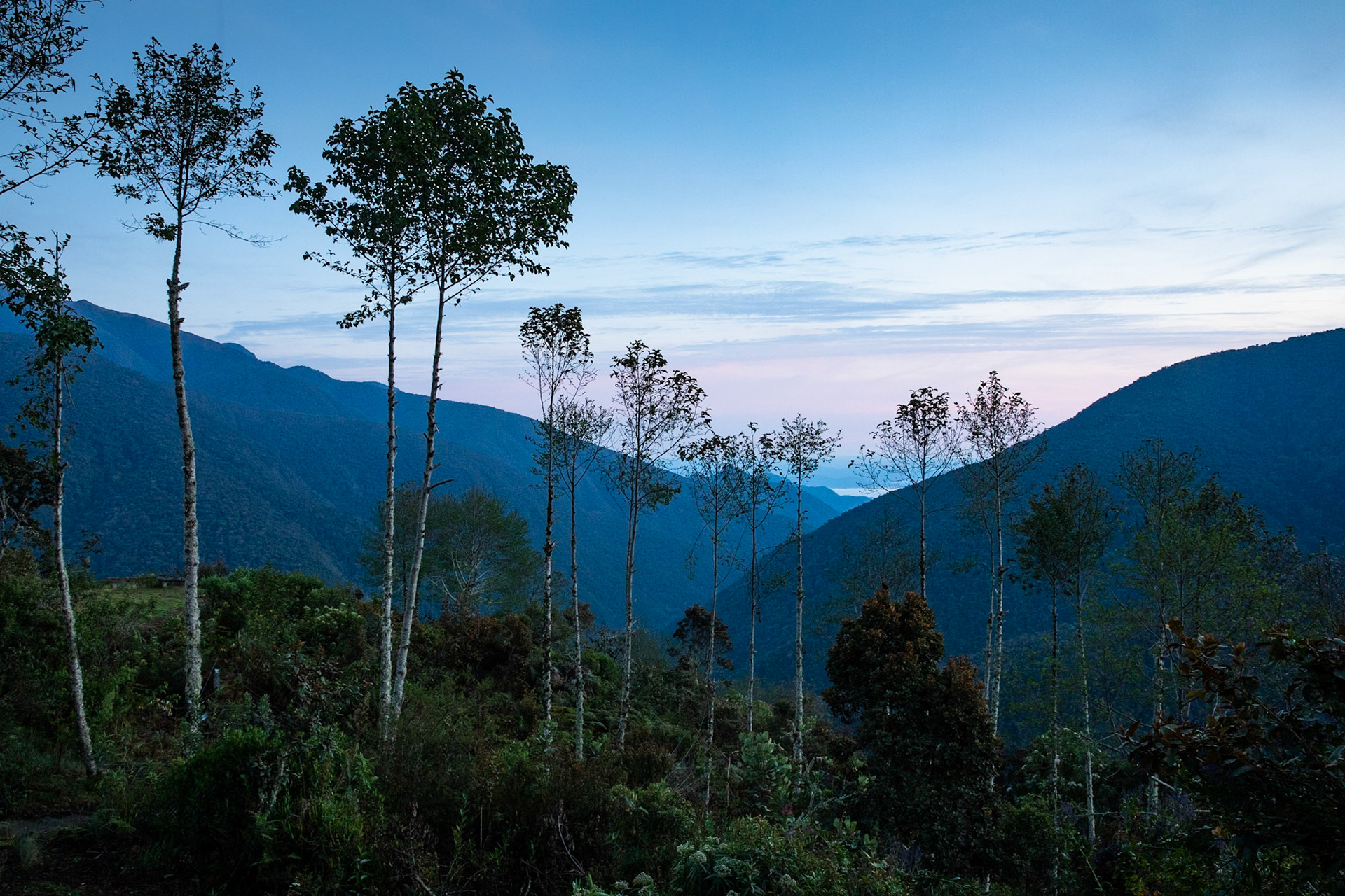 Wayqcecha Cloud Forest Biological station, Peru