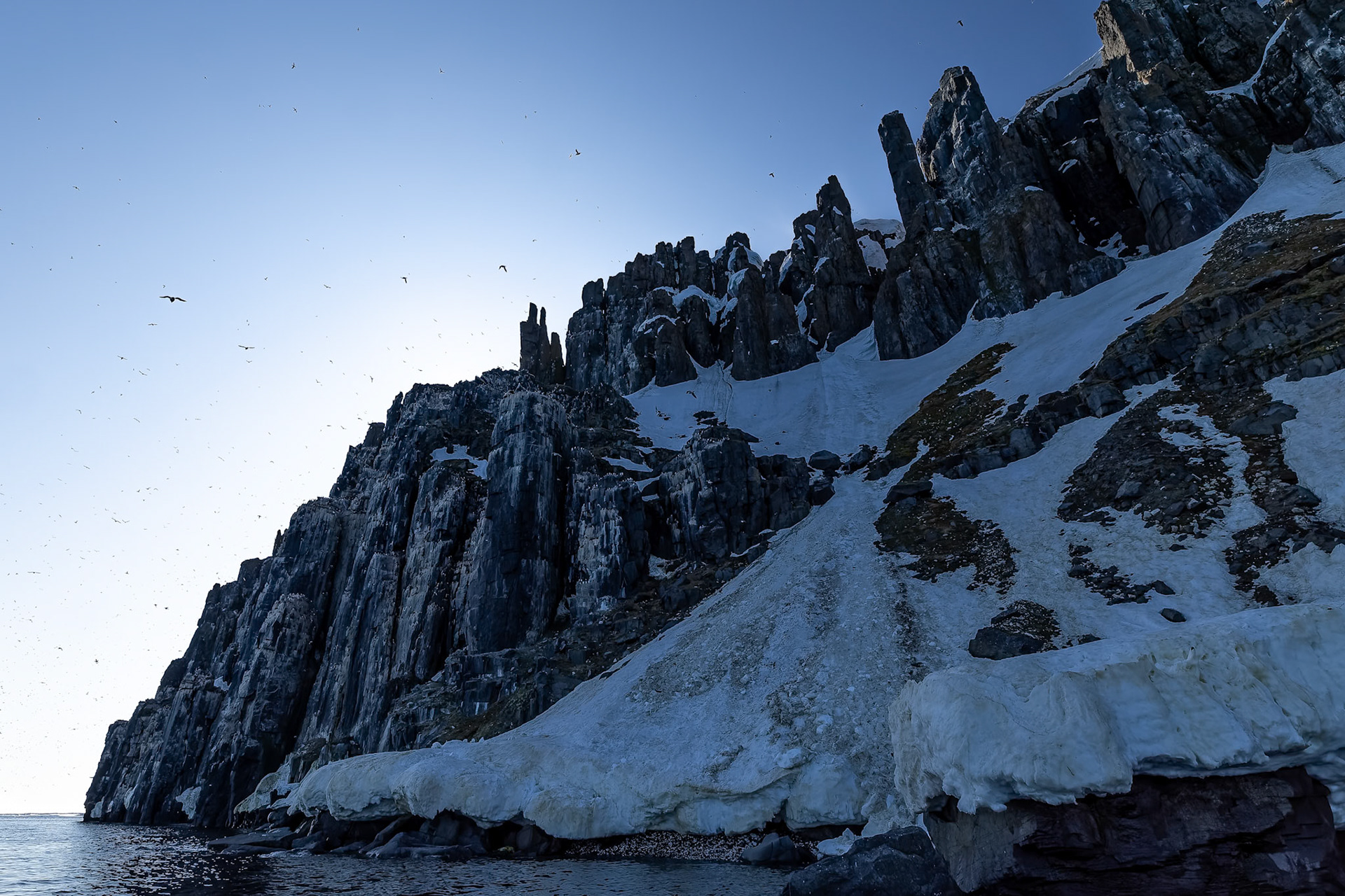 Brünnich's guillemot, Alkefjettet, Svalbard, Norway