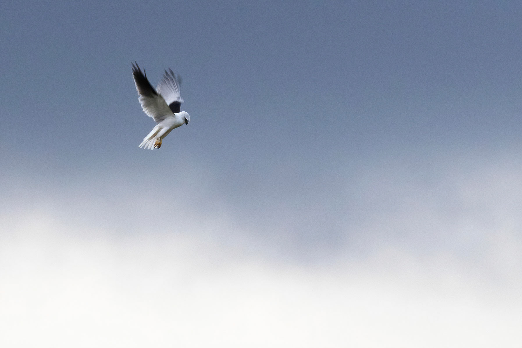 Black-shouldered kite, Turon Gates, New South Wales