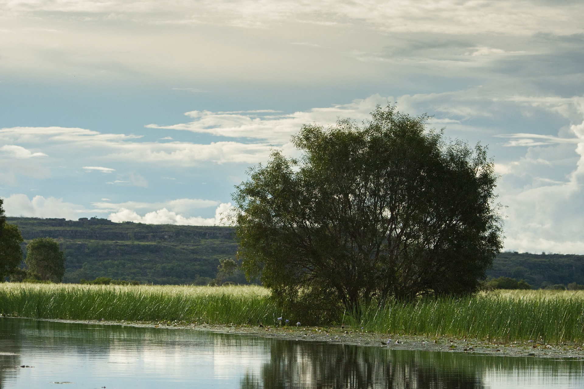 Tree and wild-rice, Mount Borradale, Arnhemland, Northern Territory