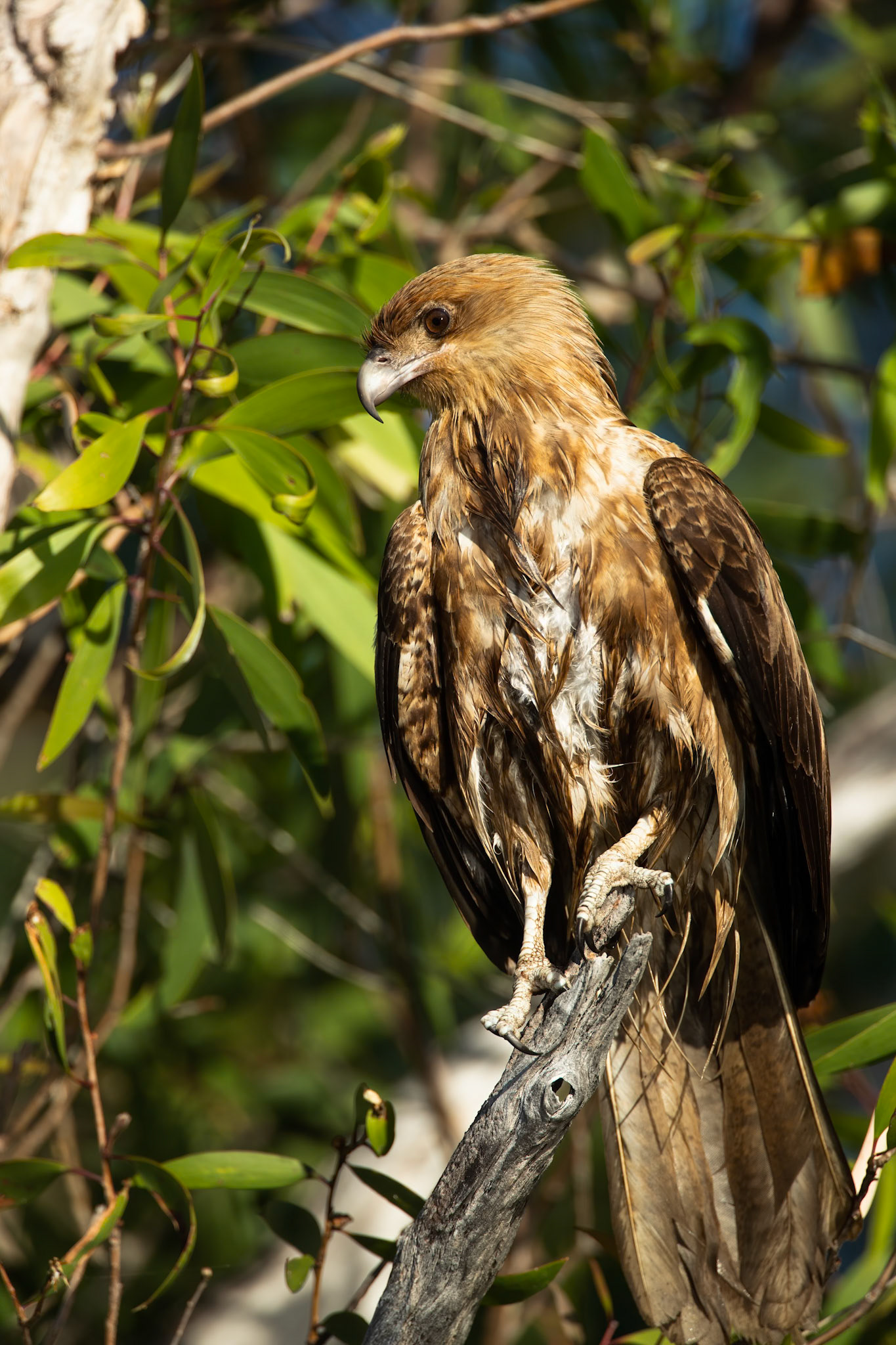 Whistling kite, Yellow waters billabong, Kakadu, Northern Territory, Australia