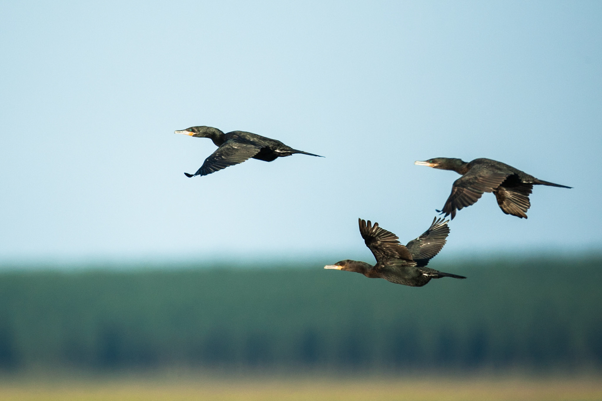 Neotropic comorant, Puerto Valle Esteros, Ibera wetlands, Corrientes, Argentina