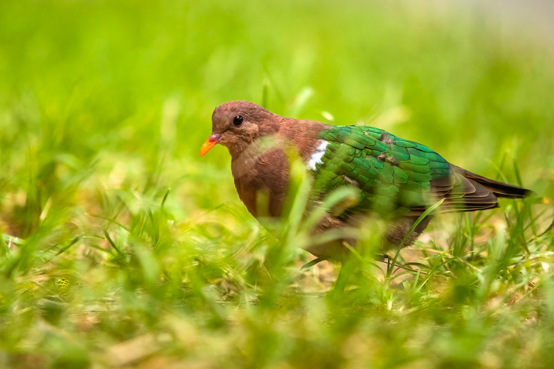 Pacific emerald dove, Lord Howe Island, New South Wales, Australia