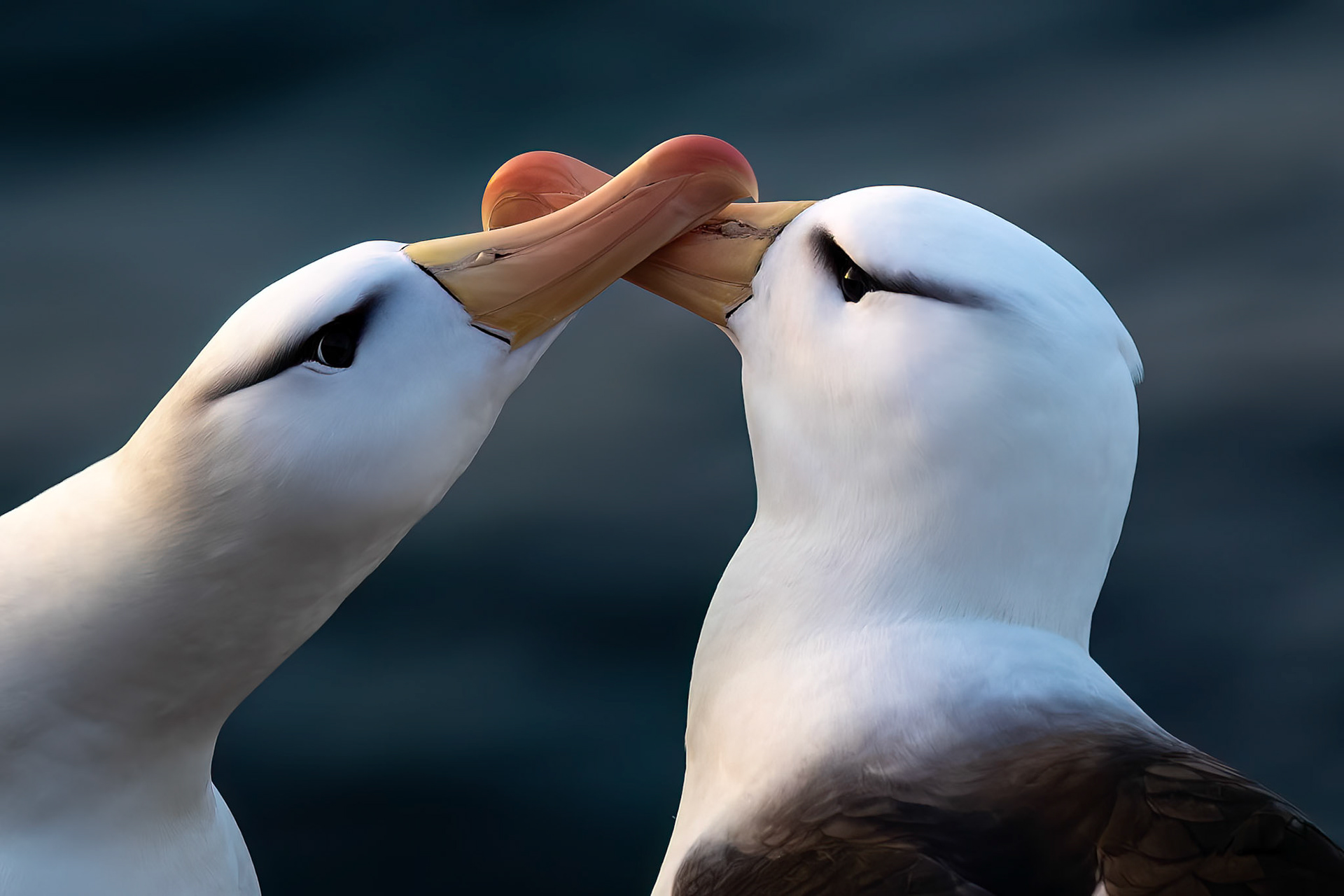 Black-browed albatross, The Settlement, Saunders Island, Falkland Islands