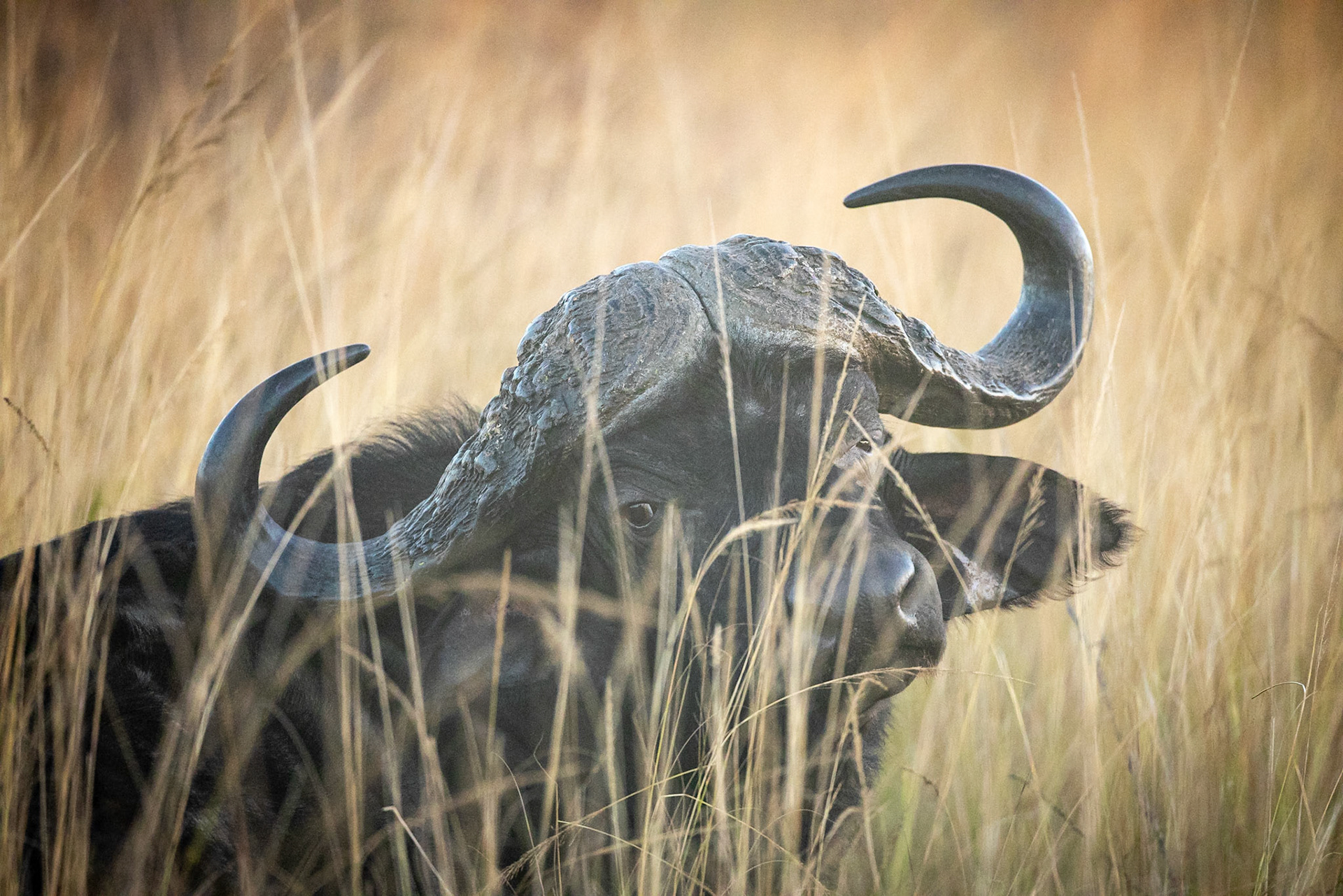 Buffalo, Phinda, South Africa