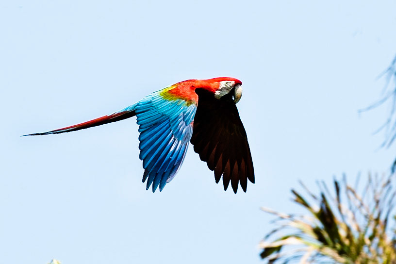 Red and green macaw,  Tambo Blanquillo, Manu National Park,  Peru