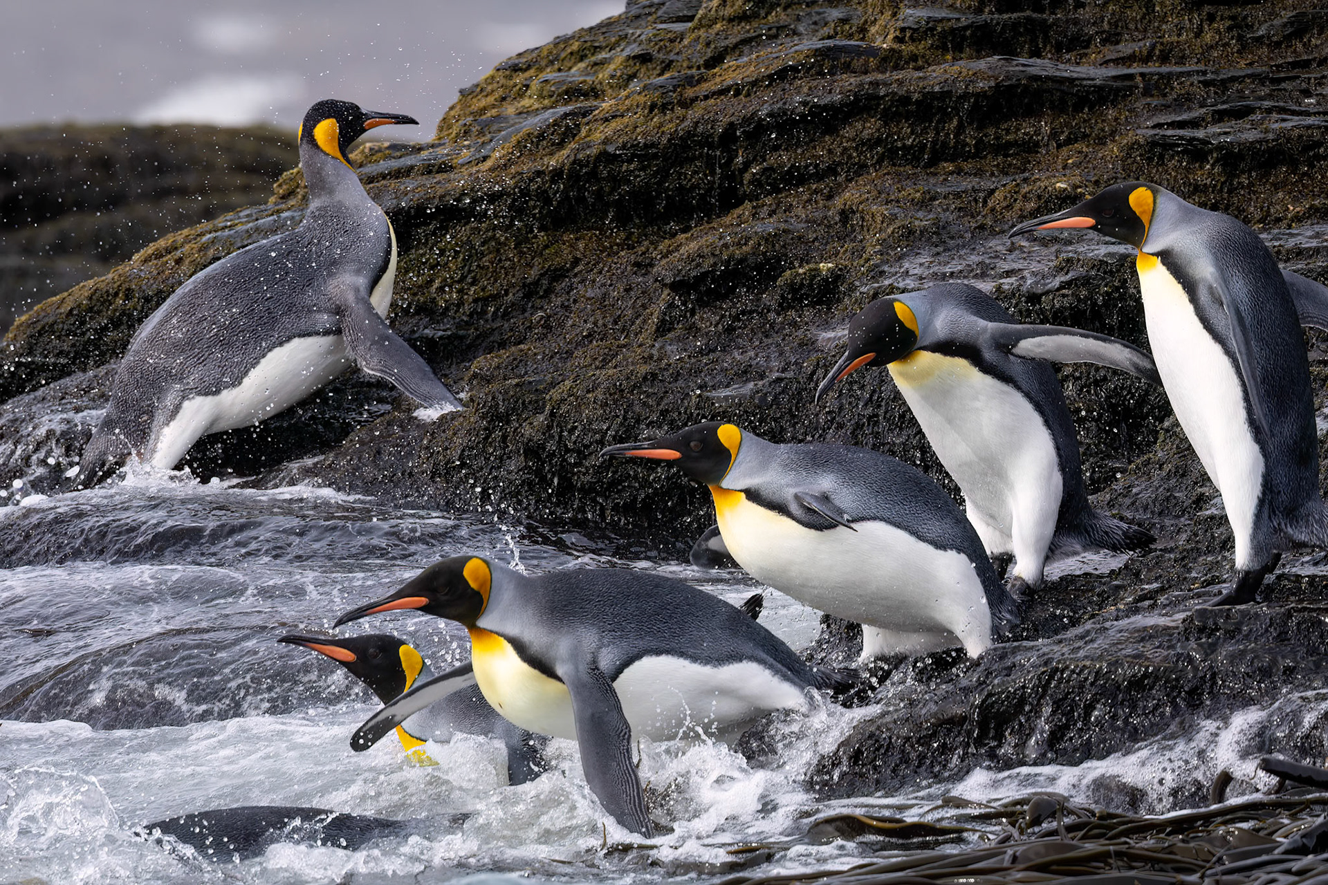 King penguins, St Andrew's Bay, South Georgia