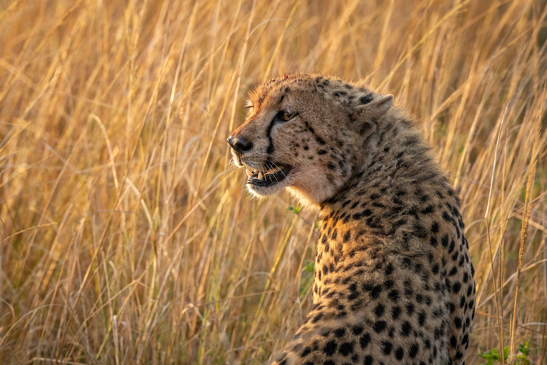 Cheetah, Phinda, South Africa