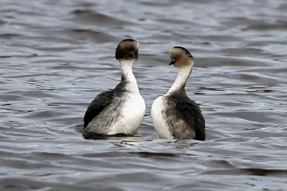 Silvery grebe, Torres del Paine, Patagonia, Chilé