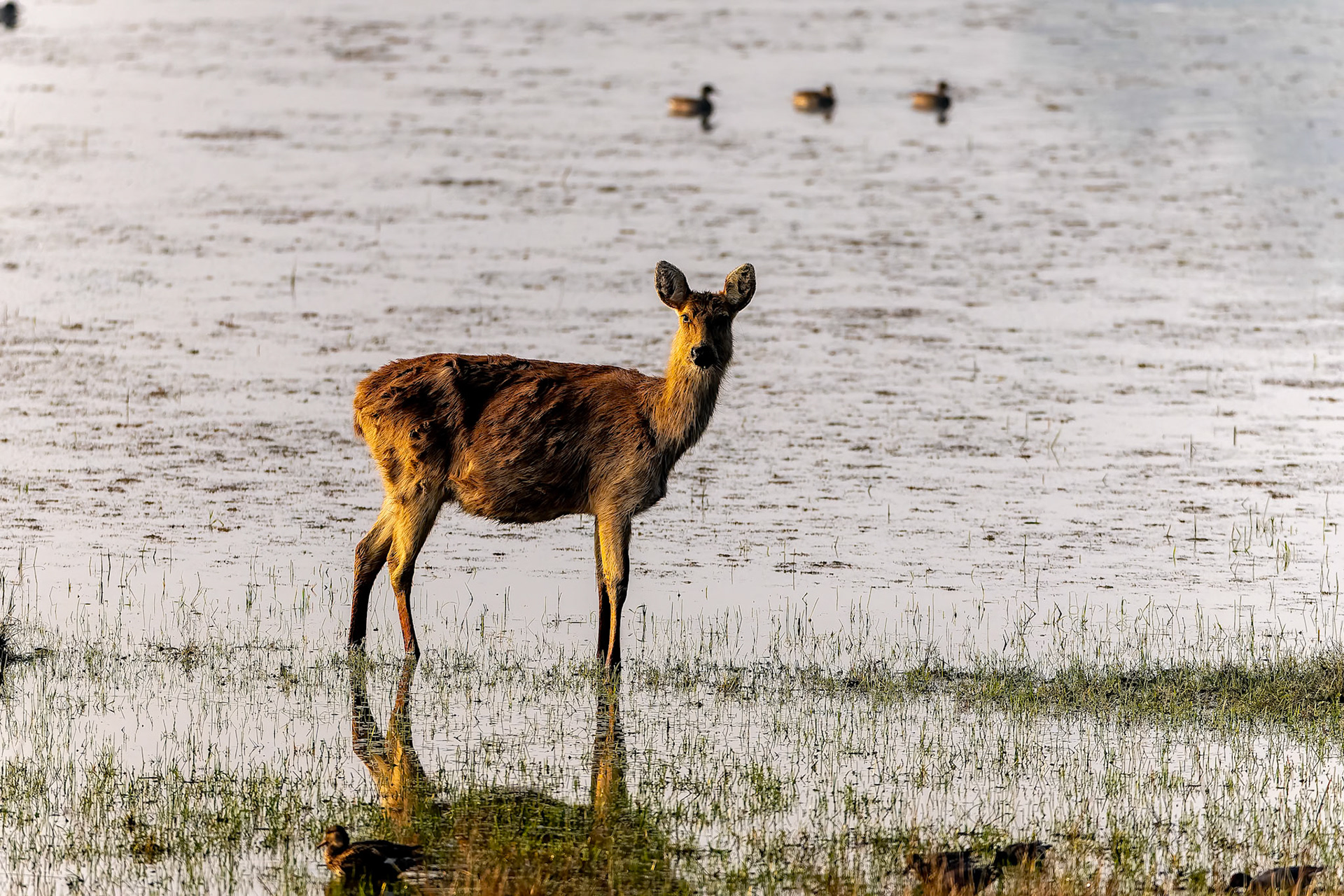 Barasingha, swamp deer, Khana, India