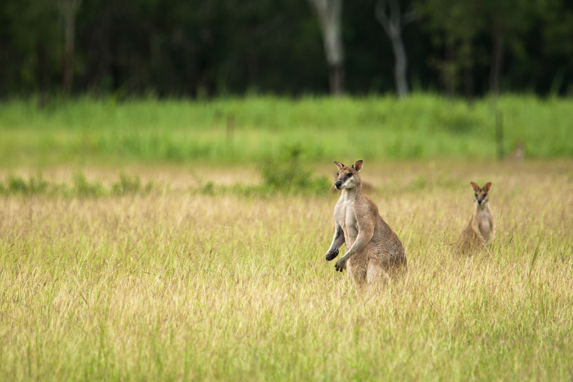 Kangaroos, Batchelor, Northern Territory